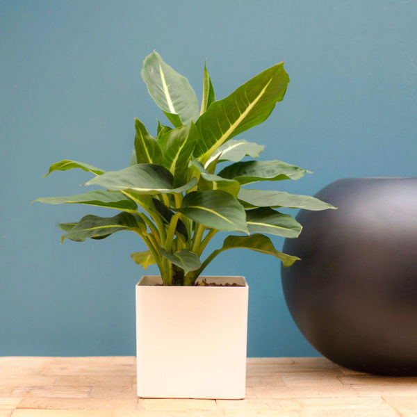 La canne des Muets, Dieffenbachia – Image 4