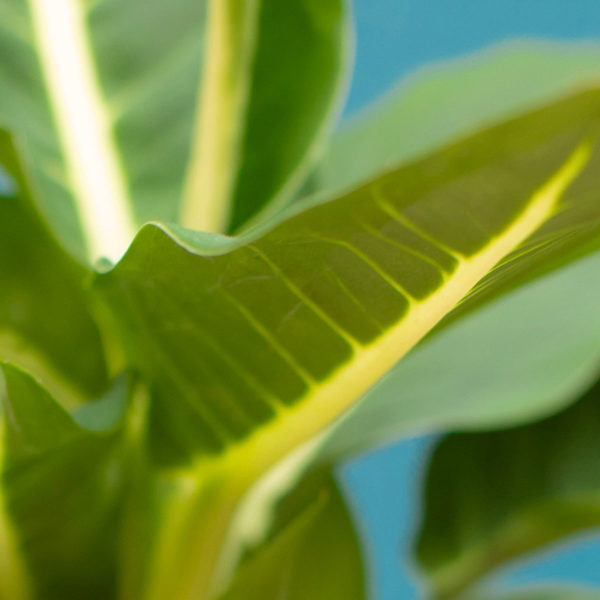 La canne des Muets, Dieffenbachia – Image 2