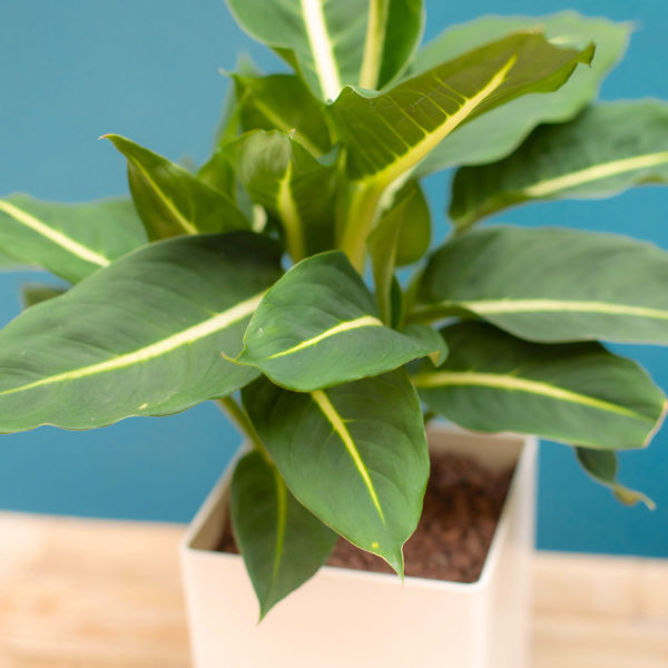 La canne des Muets, Dieffenbachia – Image 3