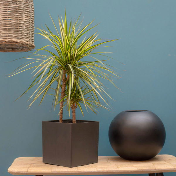 Le Dragonier, Dracaena Marginata – Image 5