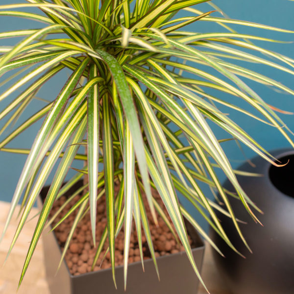 Le Dragonier, Dracaena Marginata – Image 3