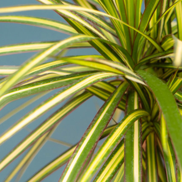 Le Dragonier, Dracaena Marginata – Image 2