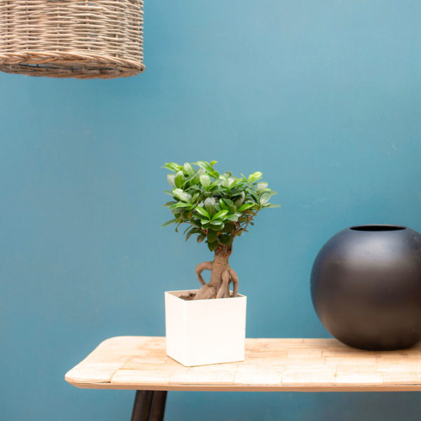 Le Ficus Bonzaï, Ginseng – Image 3