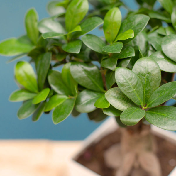 Le Ficus Bonzaï, Ginseng – Image 4