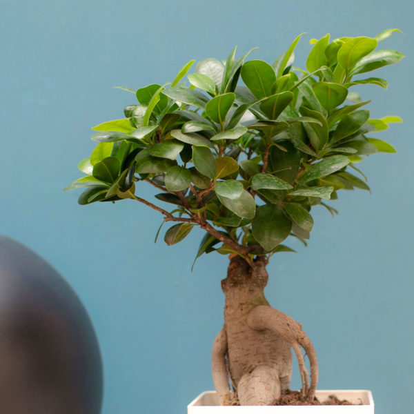 Le Ficus Bonzaï, Ginseng – Image 2