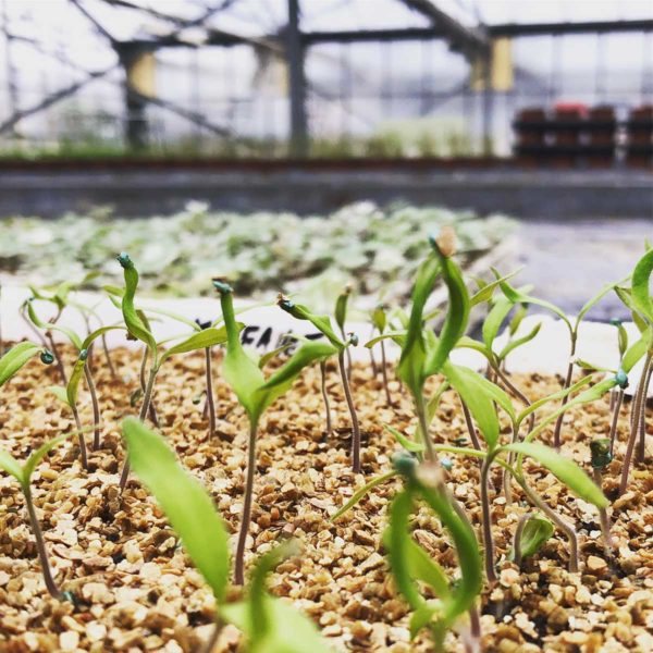 Les ateliers jardin (archive)