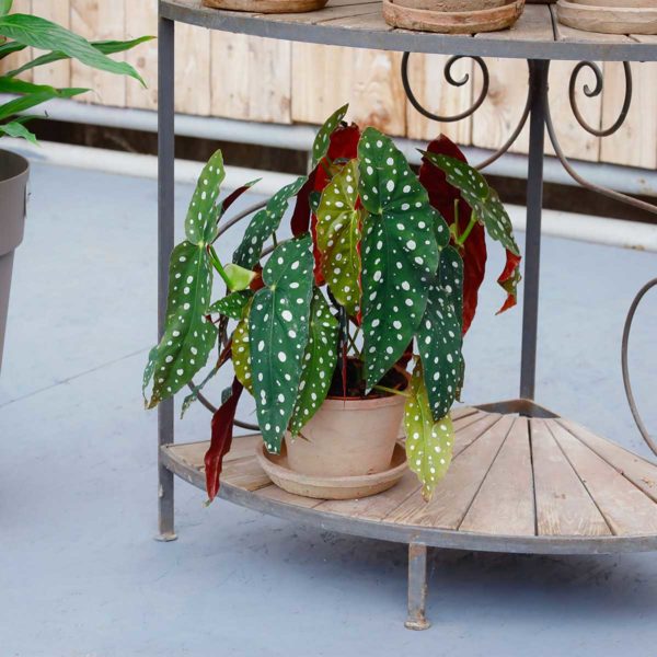 Begonia Maculata – Image 2