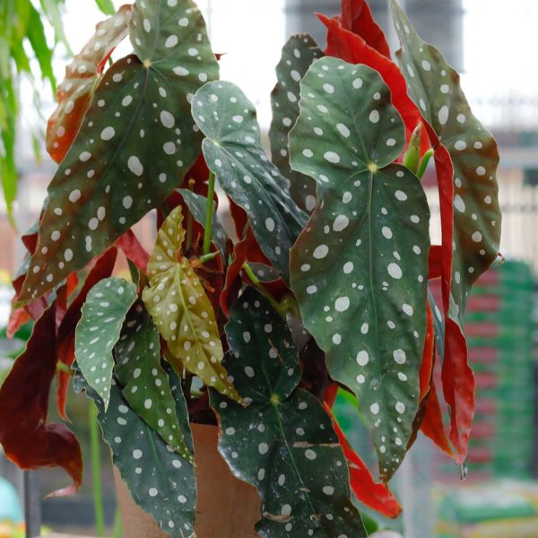Begonia Maculata – Image 3