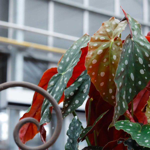 Begonia Maculata – Image 5