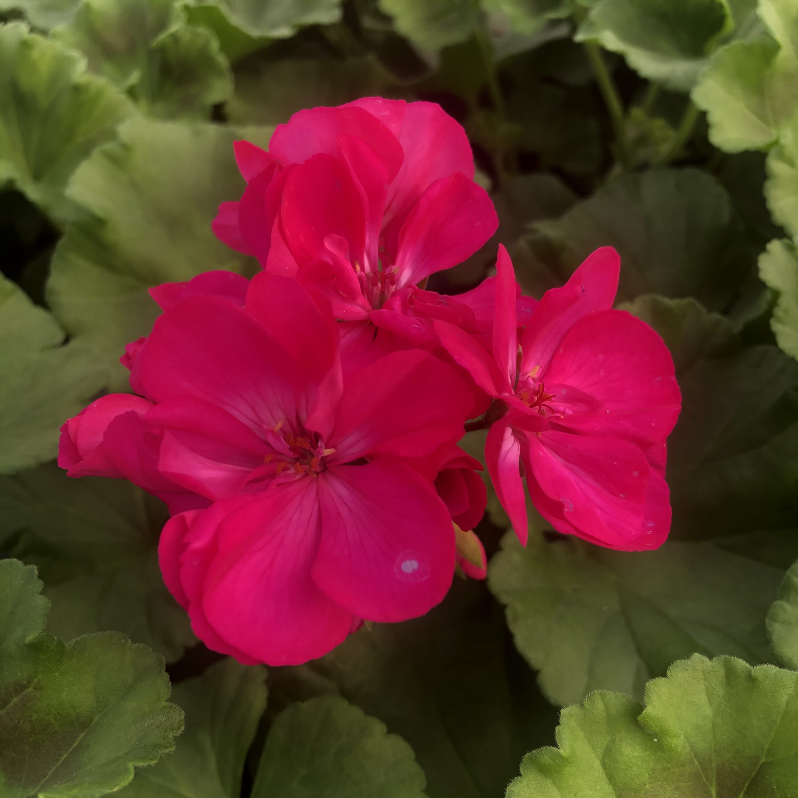 Géranium zonale violet pot 13 cm