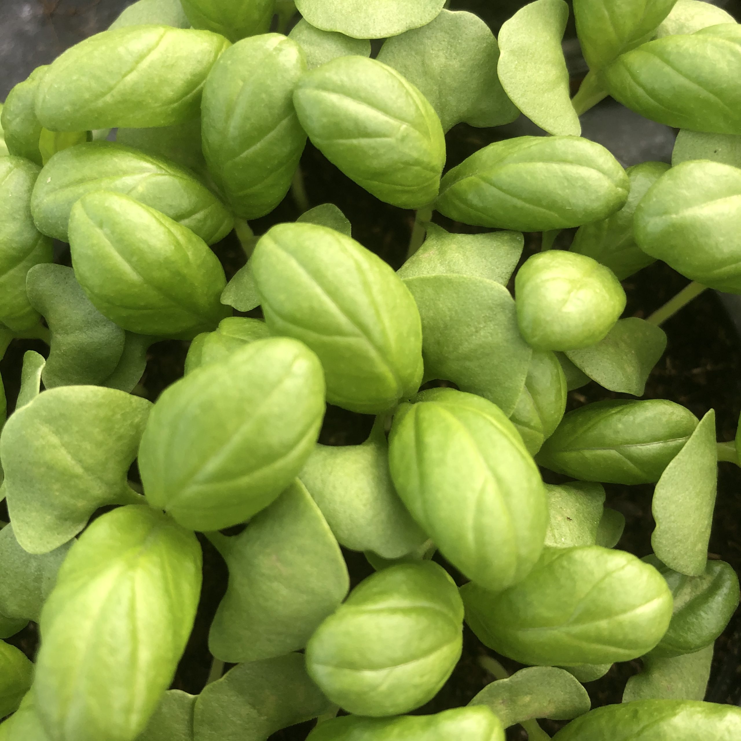Basilic grosses feuilles Pot 11 cm Basilic grosses feuilles Pot 11 cm