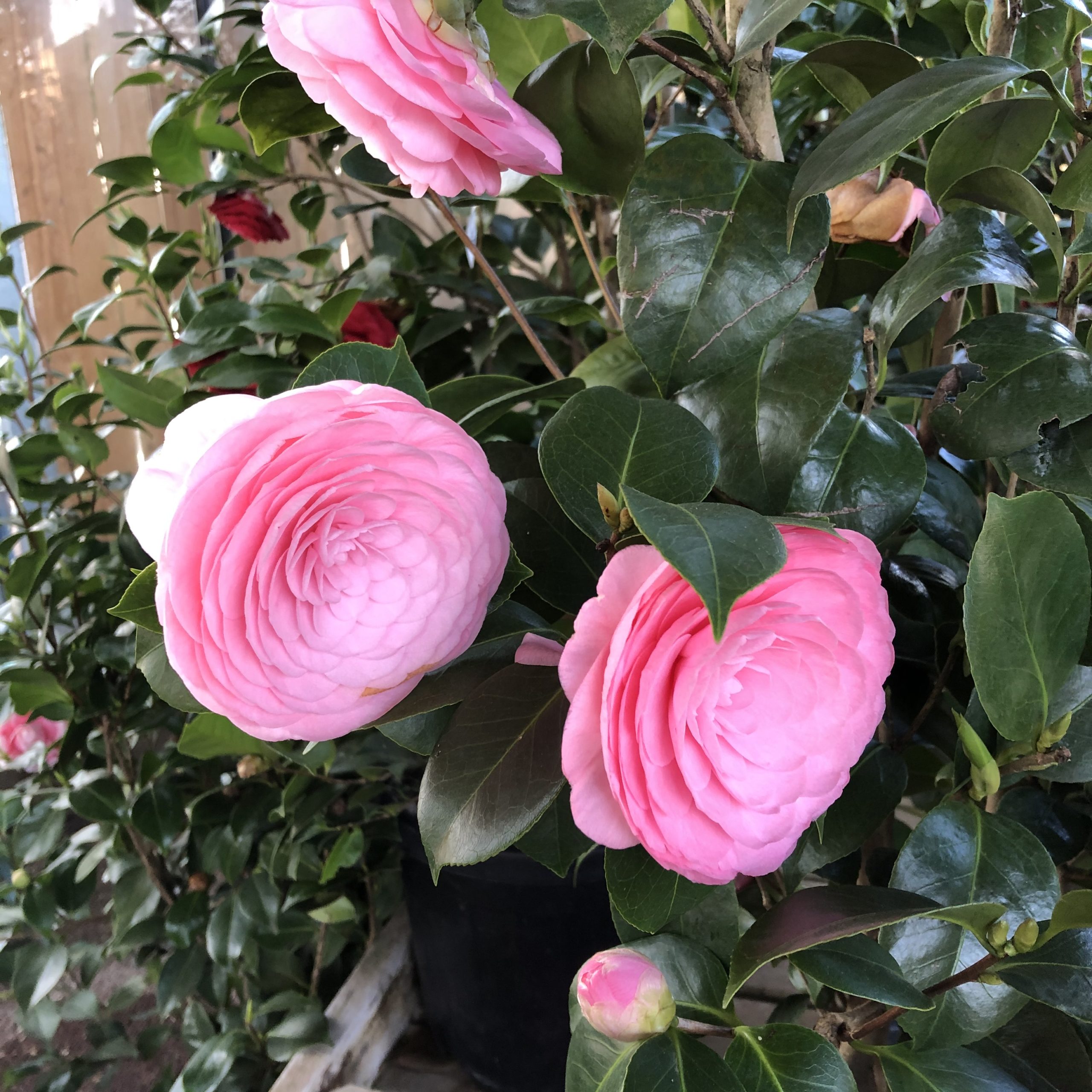 Camélia Japonica Pot de 30 litres - Le Jardin du Rudel