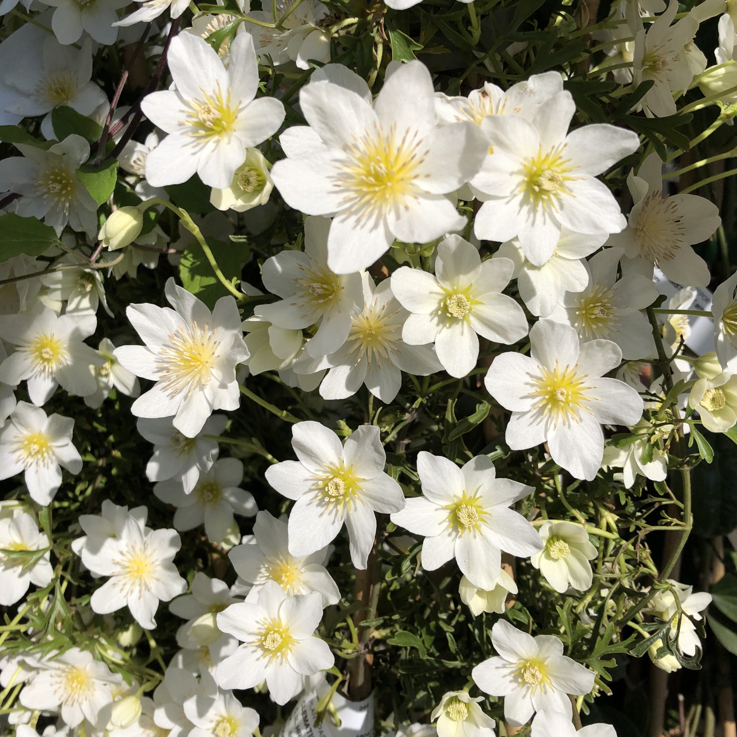 Clématie TaiYang blanche petites fleurs 3 litres