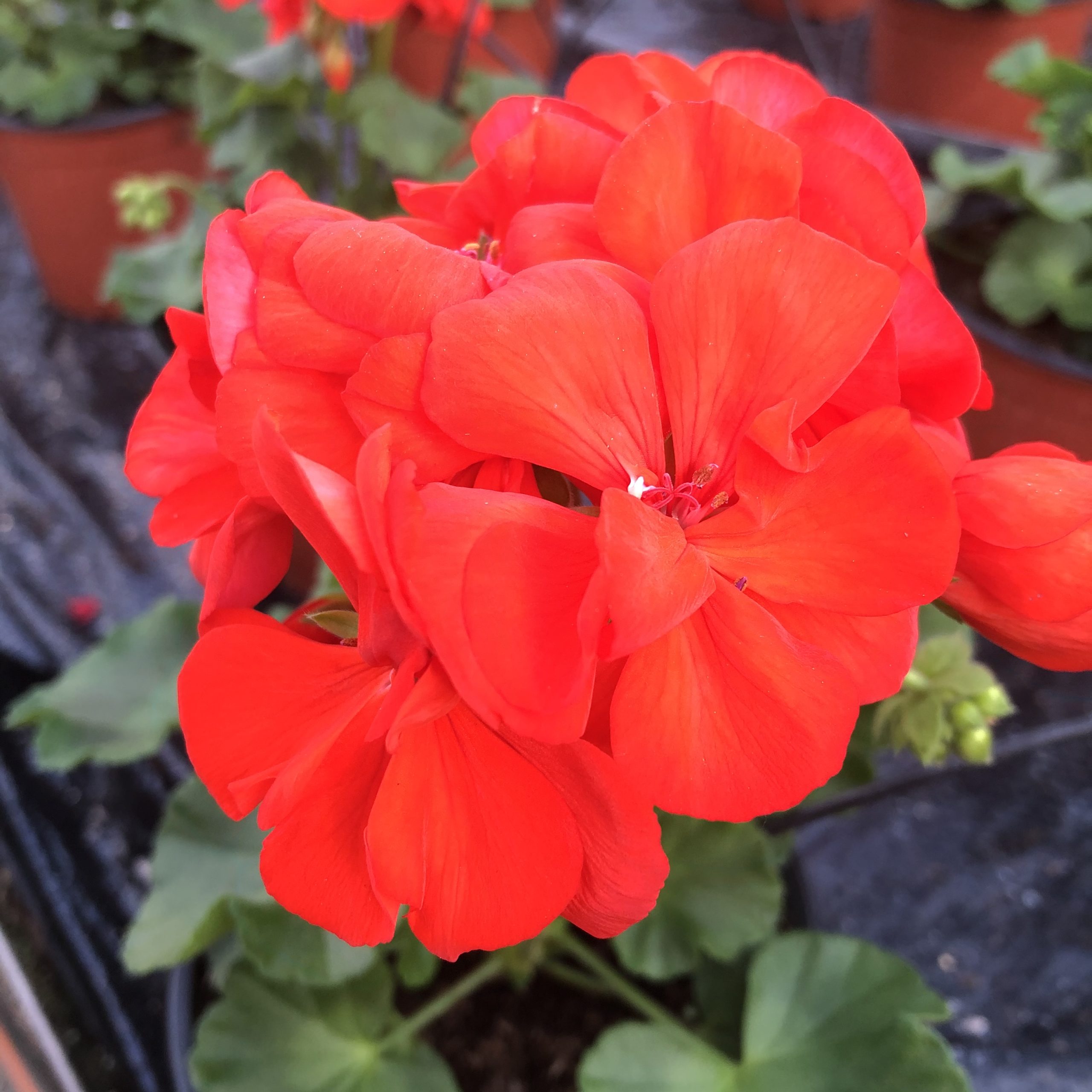 Géranium zonale rouge pot 13 cm