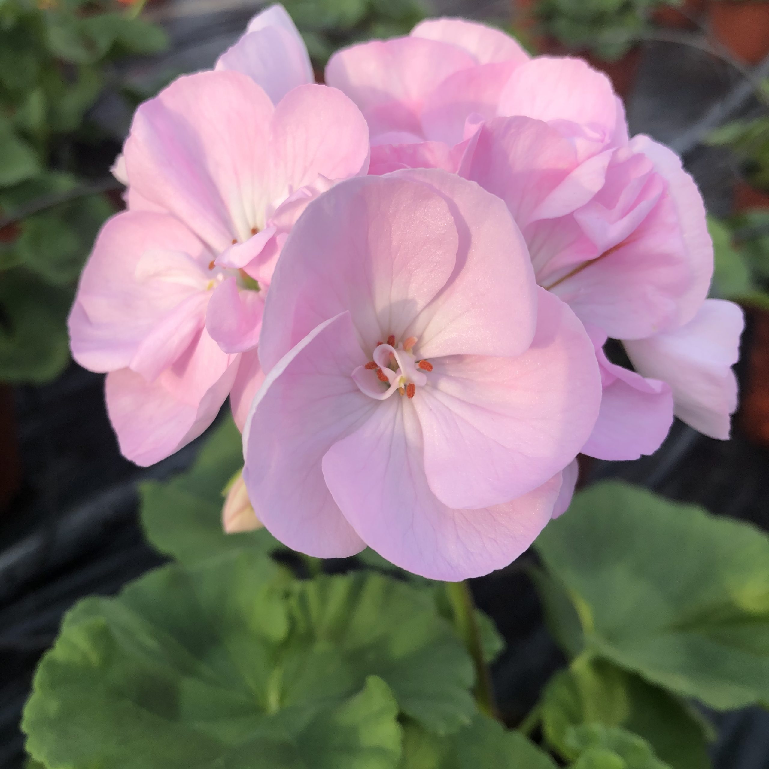 Géranium zonale rose pot 13 cm Géranium zonale rose pot 13 cm