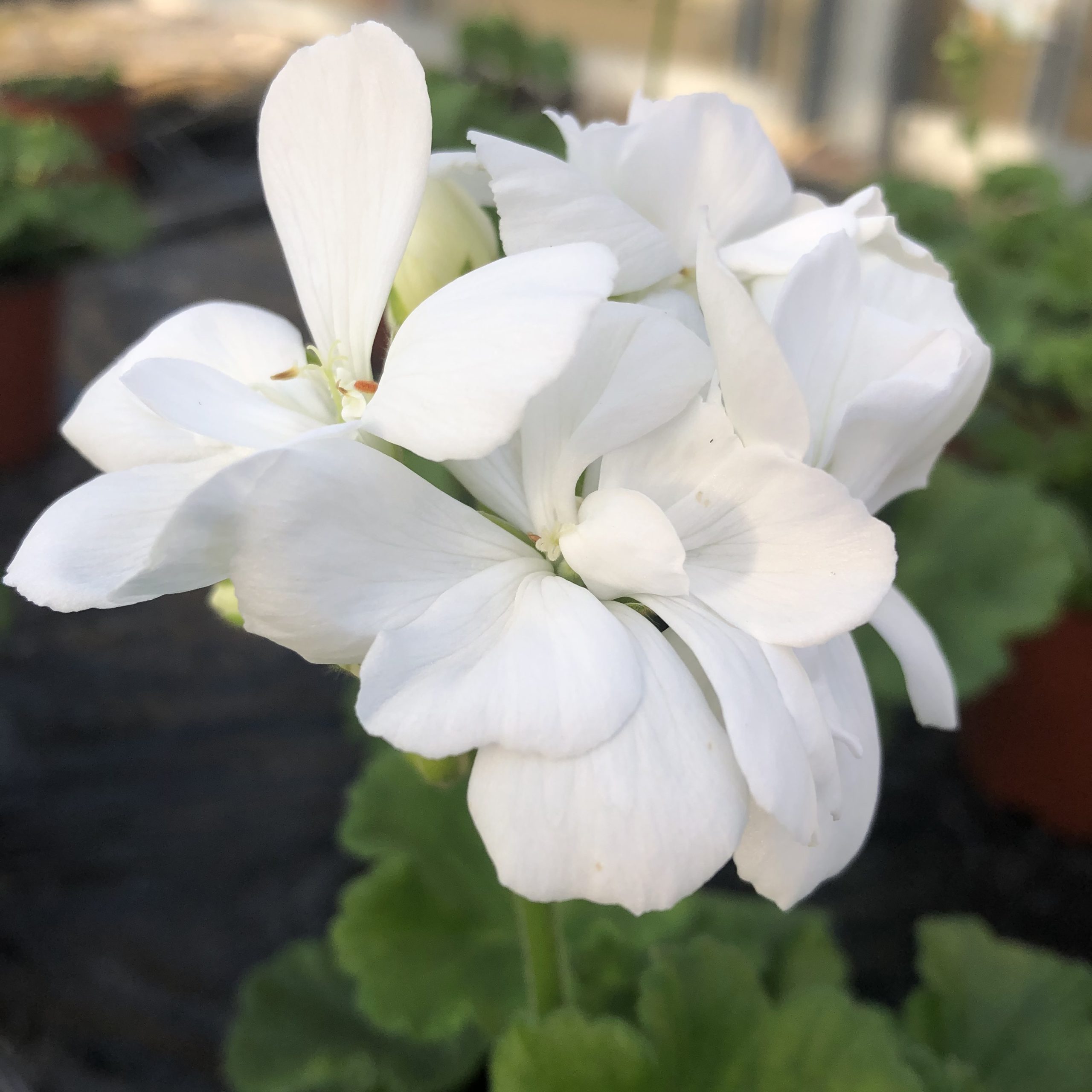 Géranium zonale blanc pot 13 cm