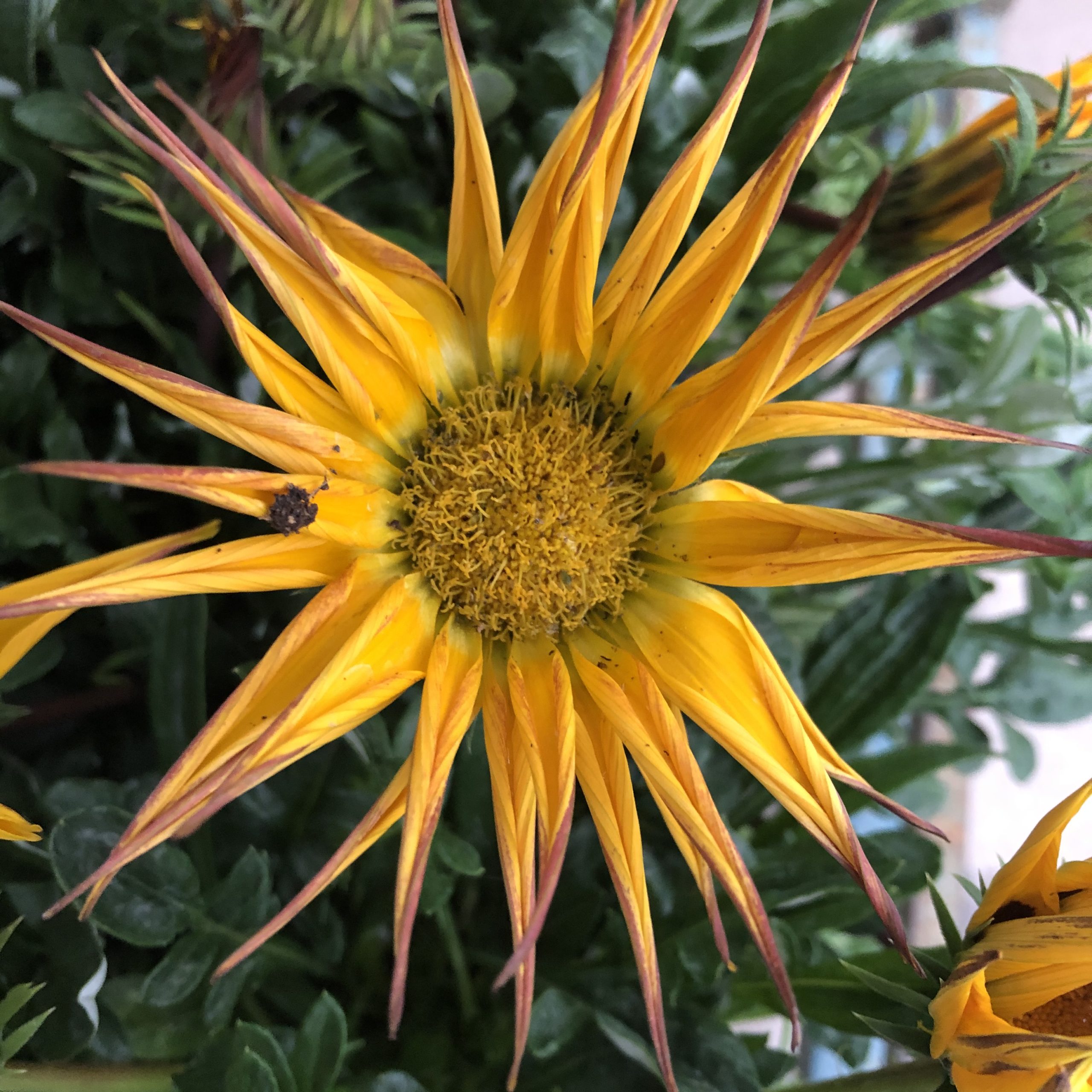 Gazania Soleil de Nice Varié pot 11cm