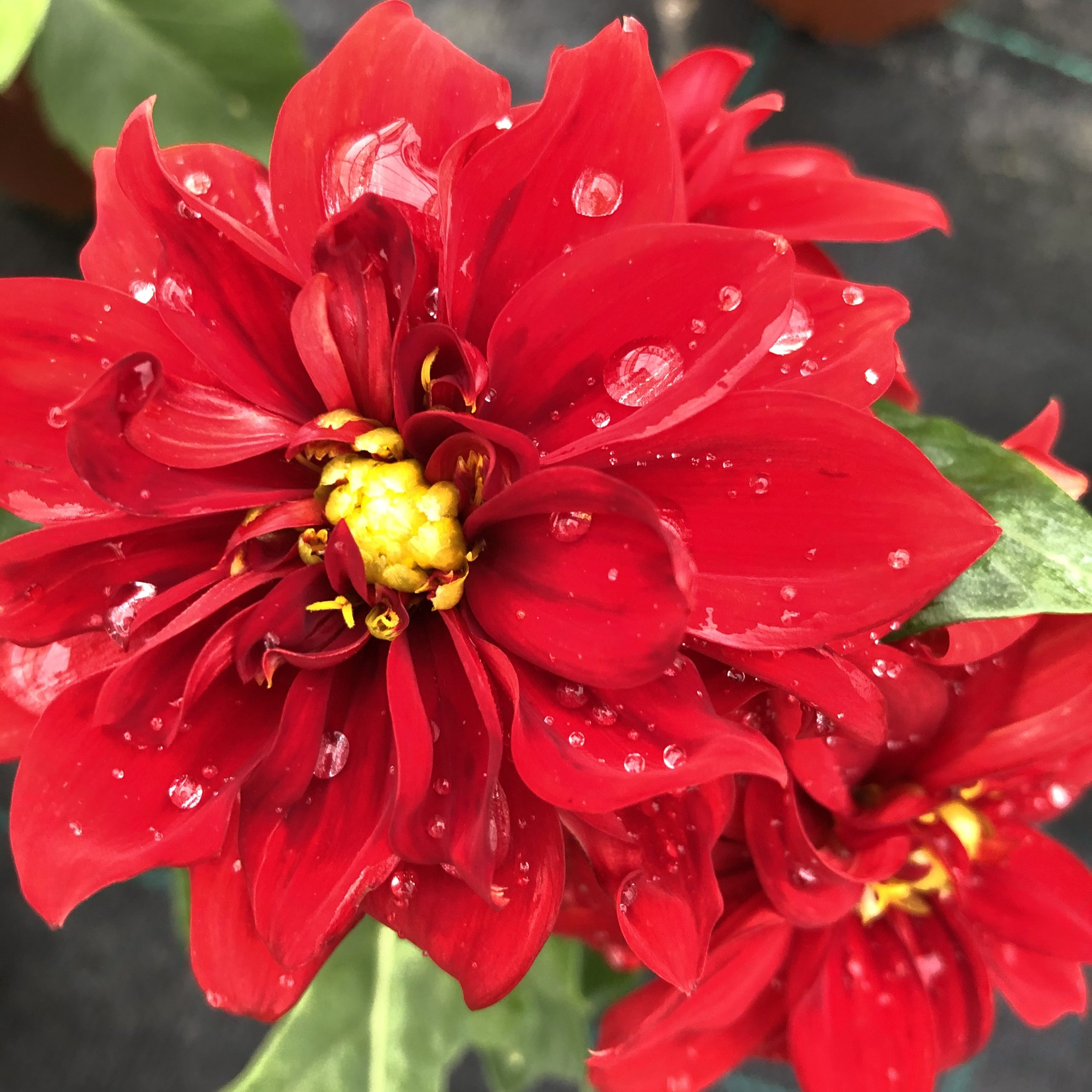 Dahlia Nain Rouge Pot 13 cm Dahlia Nain Rouge Pot 13 cm