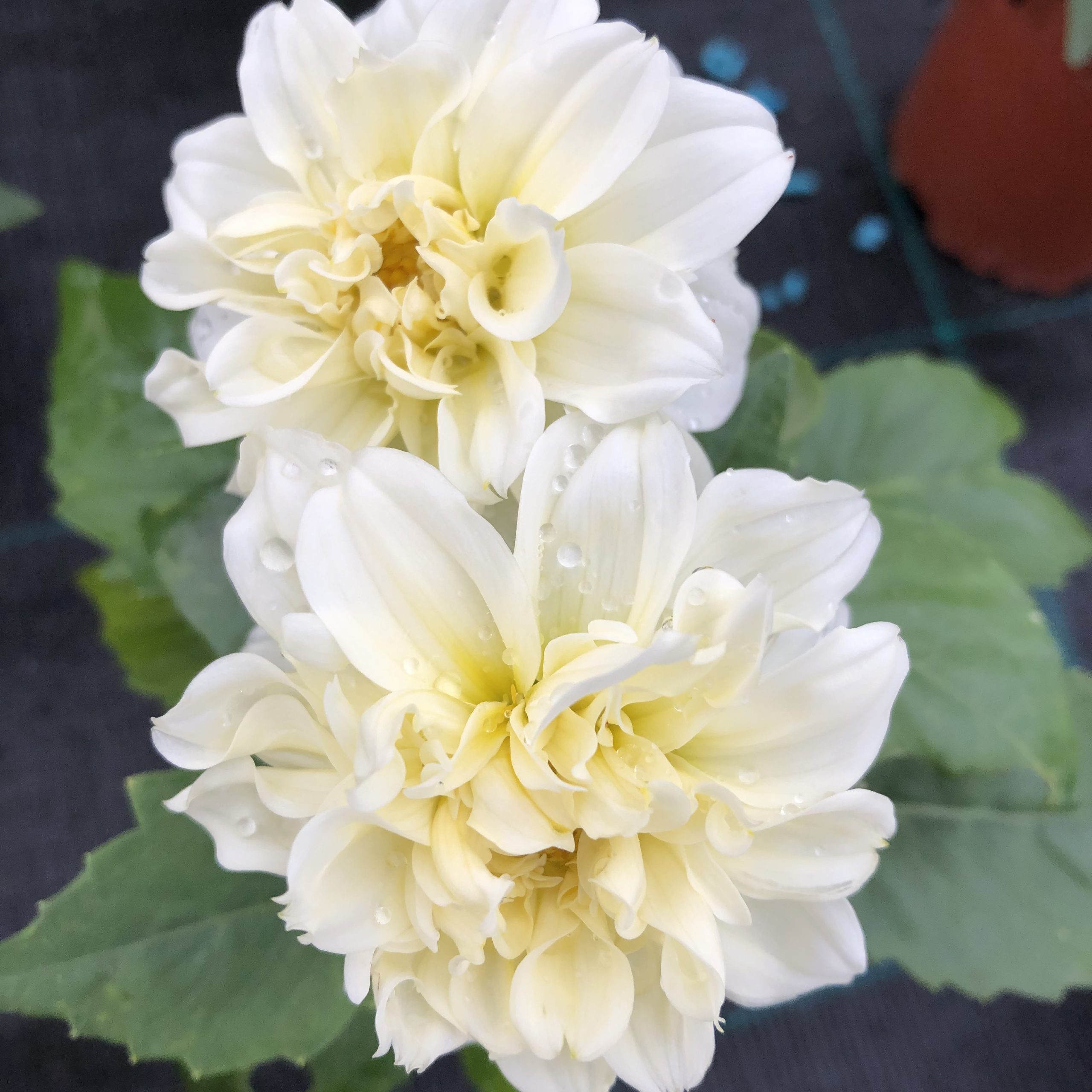 Dahlia Nain Blanc Pot 13 cm