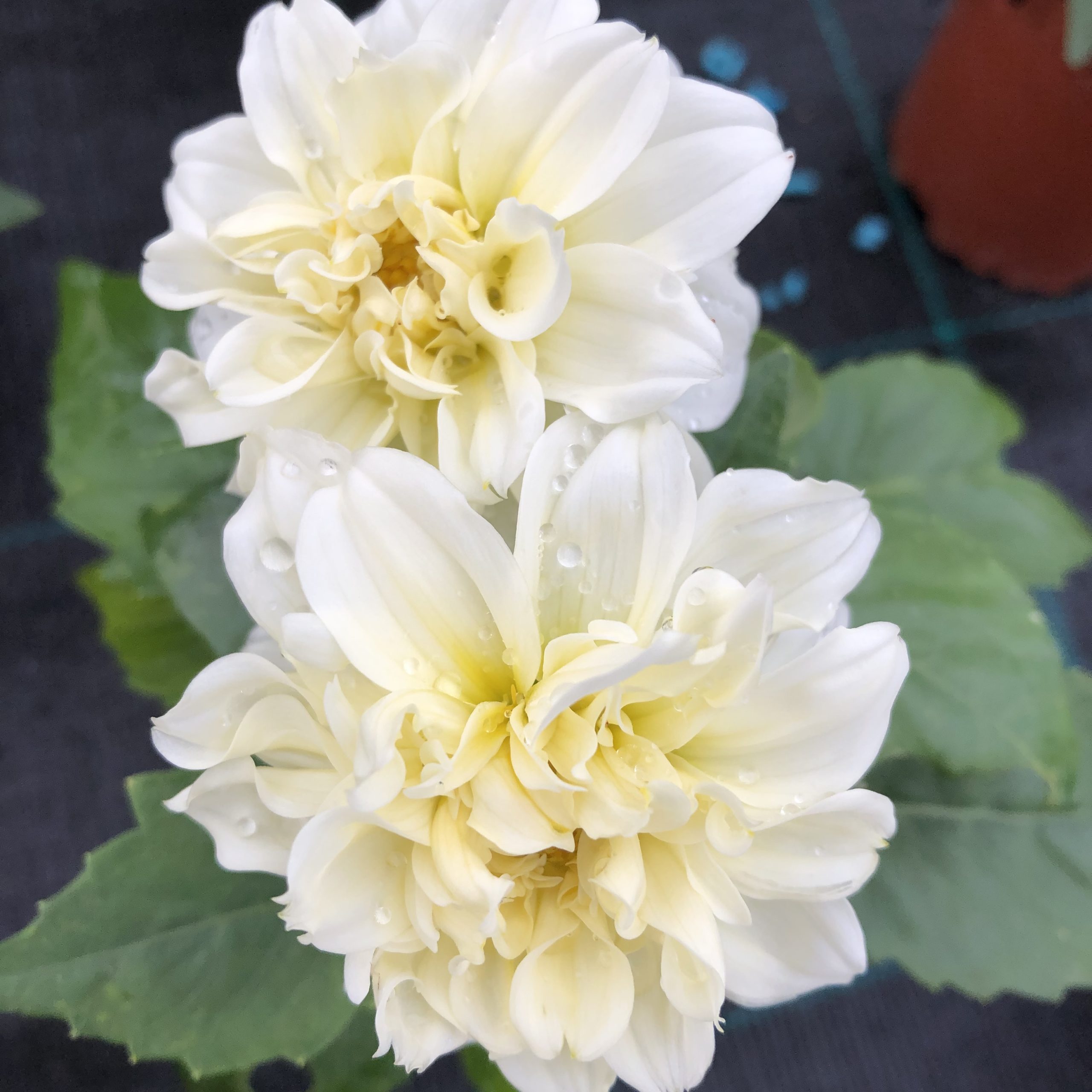 Dahlia Nain Blanc Pot 13 cm Dahlia Nain Blanc Pot 13 cm