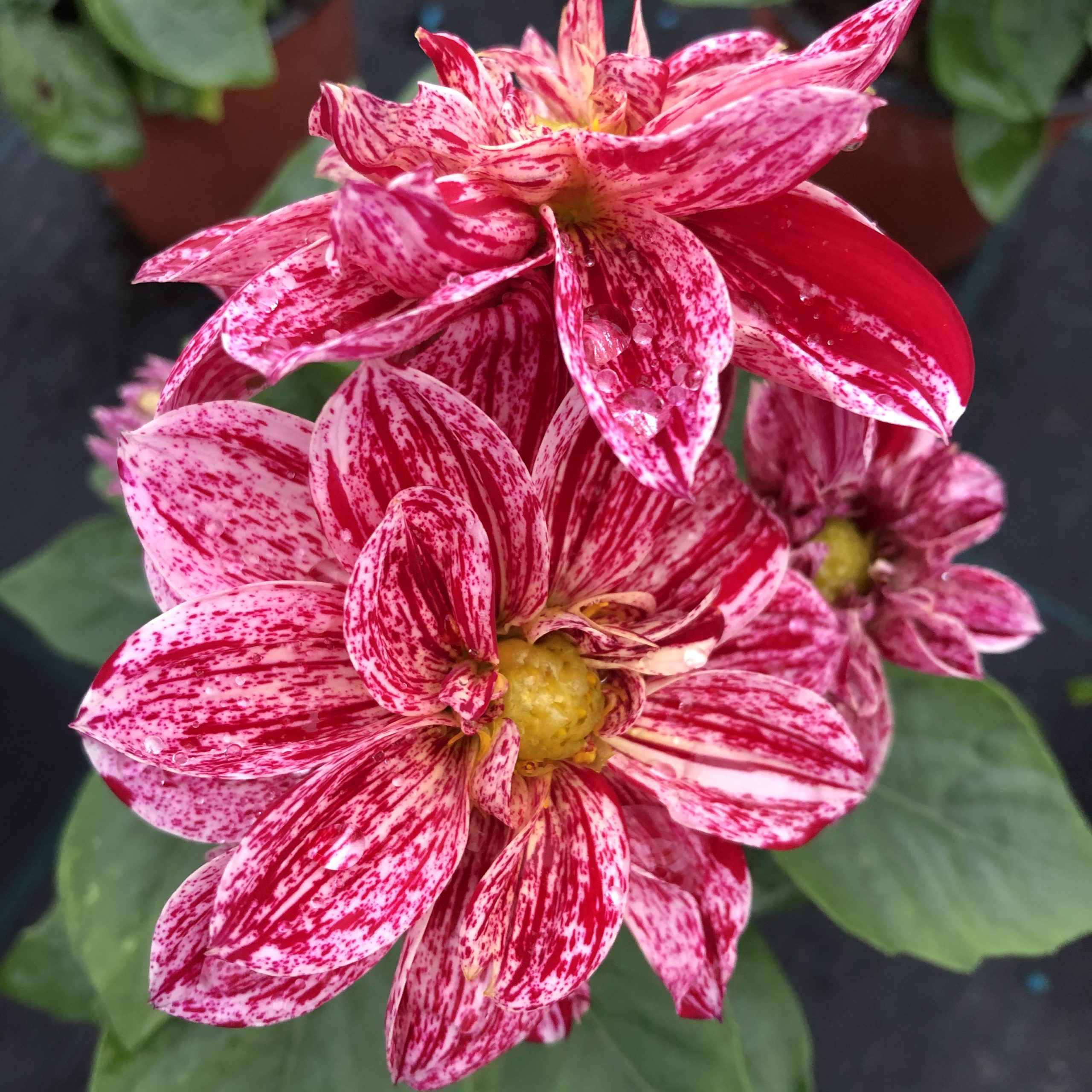 Dahlia nain Rose pot 13 cm
