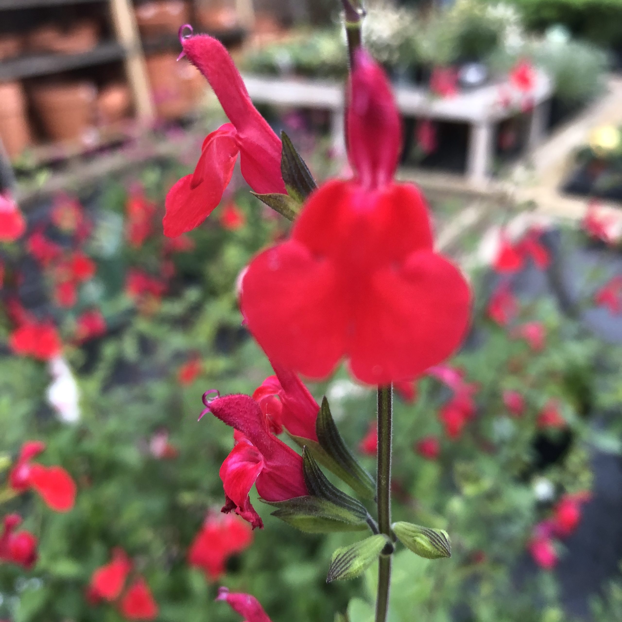 Sauge Arbustive  Salvia Grahiniii rouge 2 litres