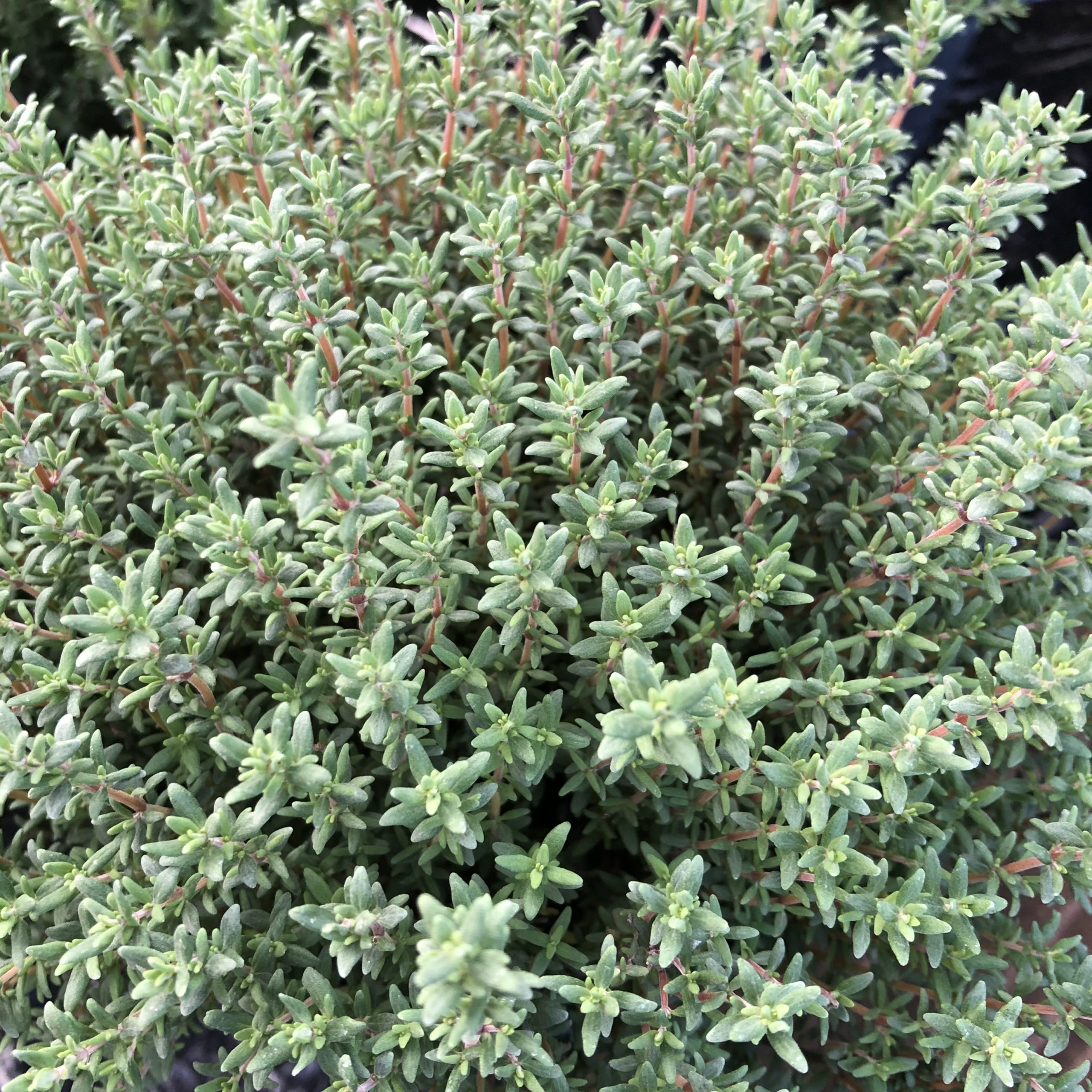 Thym commun Pot 14 cm Thym commun Pot 14 cm