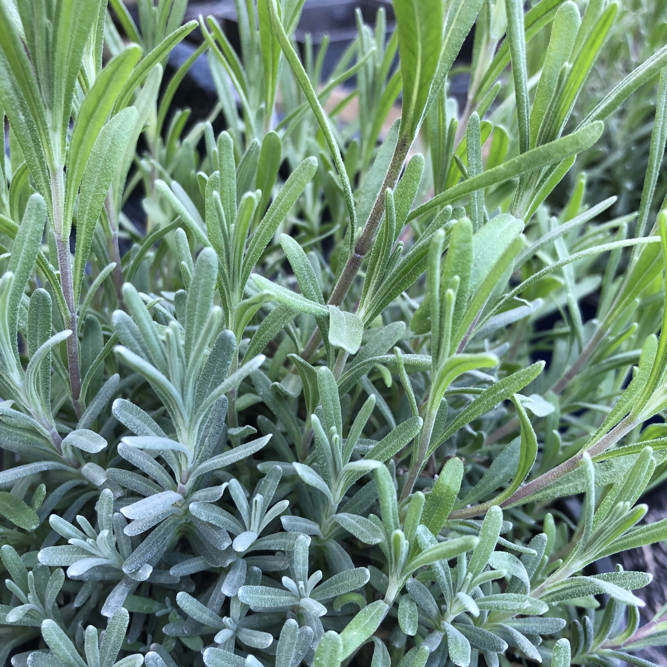 Lavande Hidcote, bleu, pot 14cm