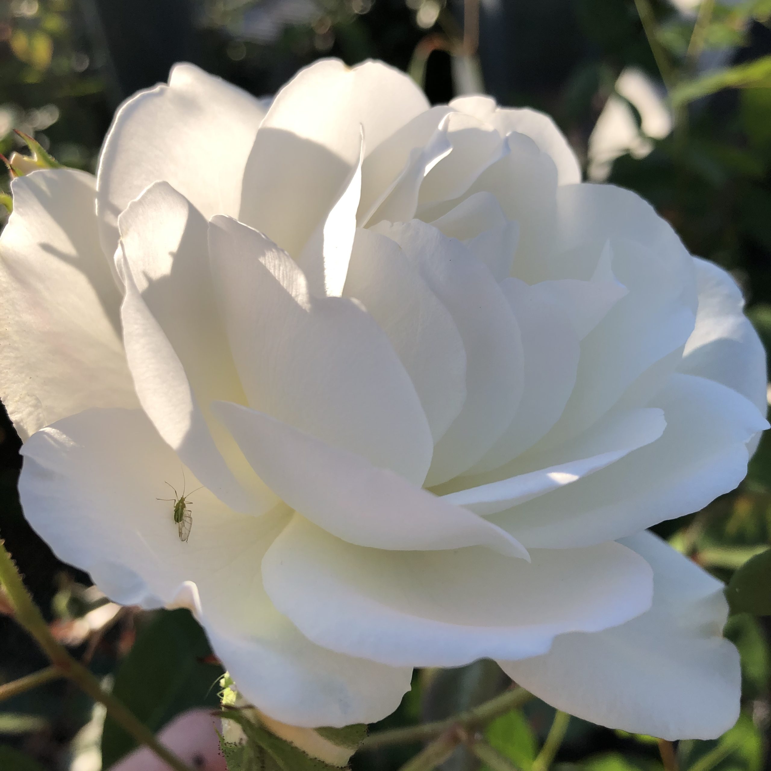 Rosiers Grosses Fleurs  Iceberg 4 litres