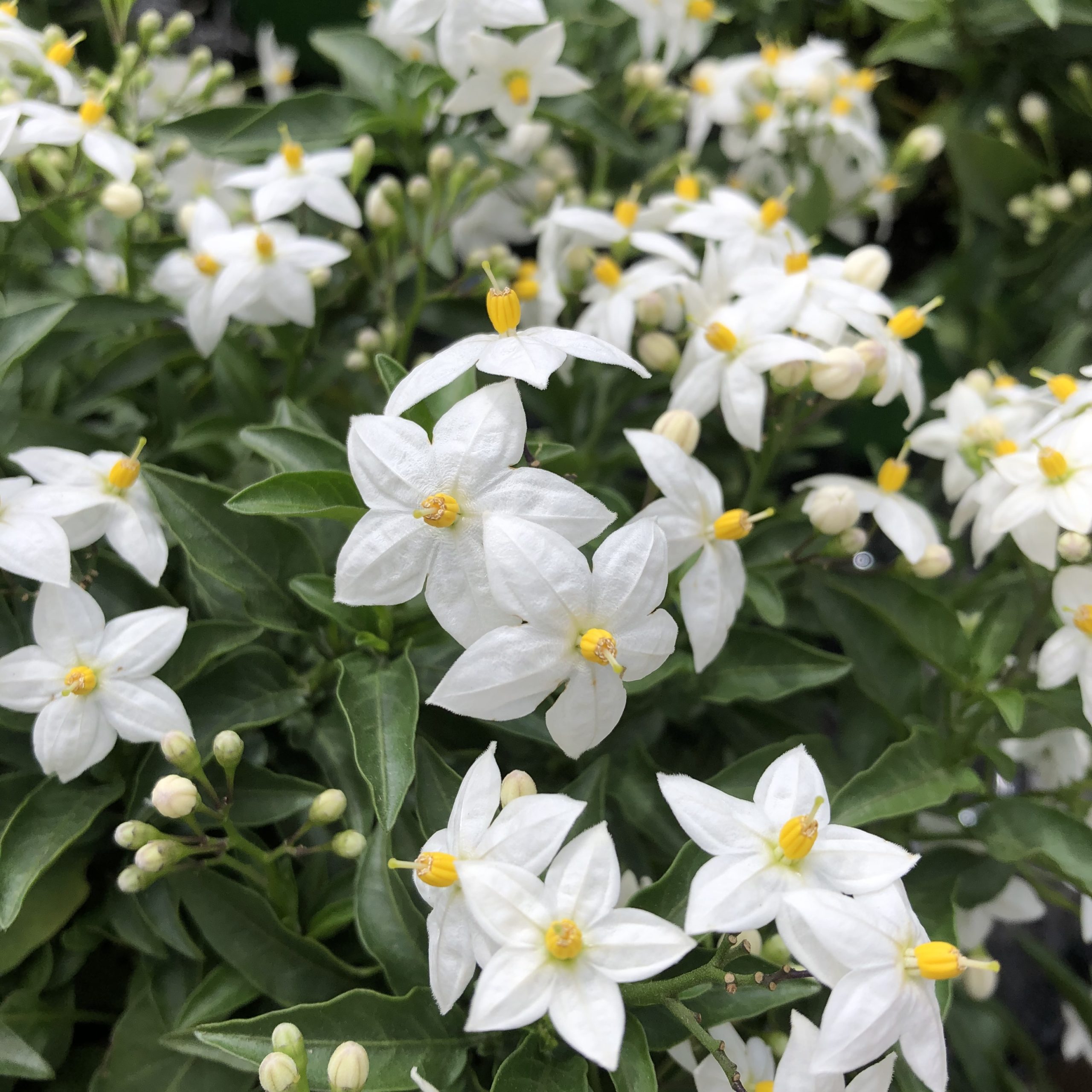 Solanum Jasminoïde Pot 19 cm Solanum Jasminoïde Pot 19 cm