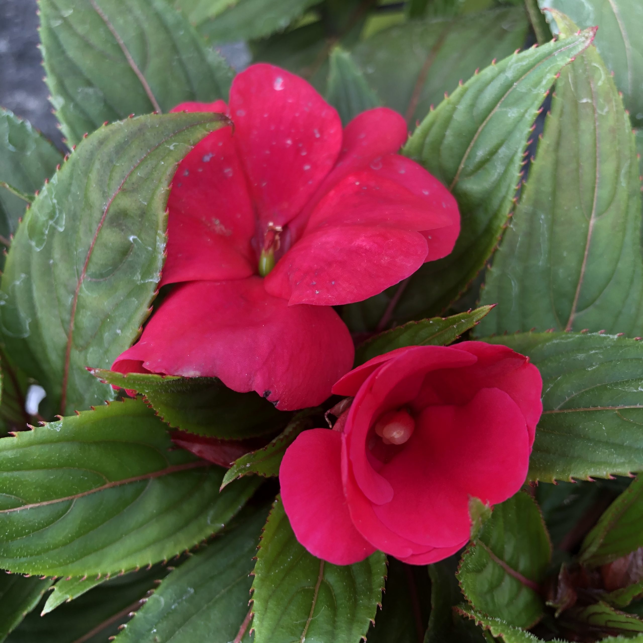Impatiens Divine Pot de 11 cm Couleurs Variées Impatiens Divine Pot de 11 cm Couleurs Variées