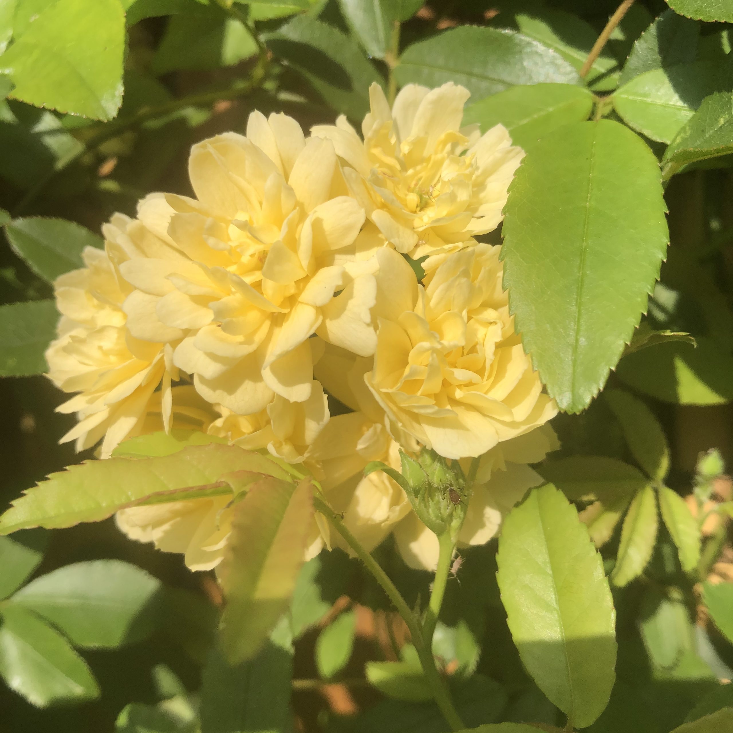 Rosiers Liane Banksiae Lutea 10 litres Rosiers Liane Banksiae Lutea 10 litres