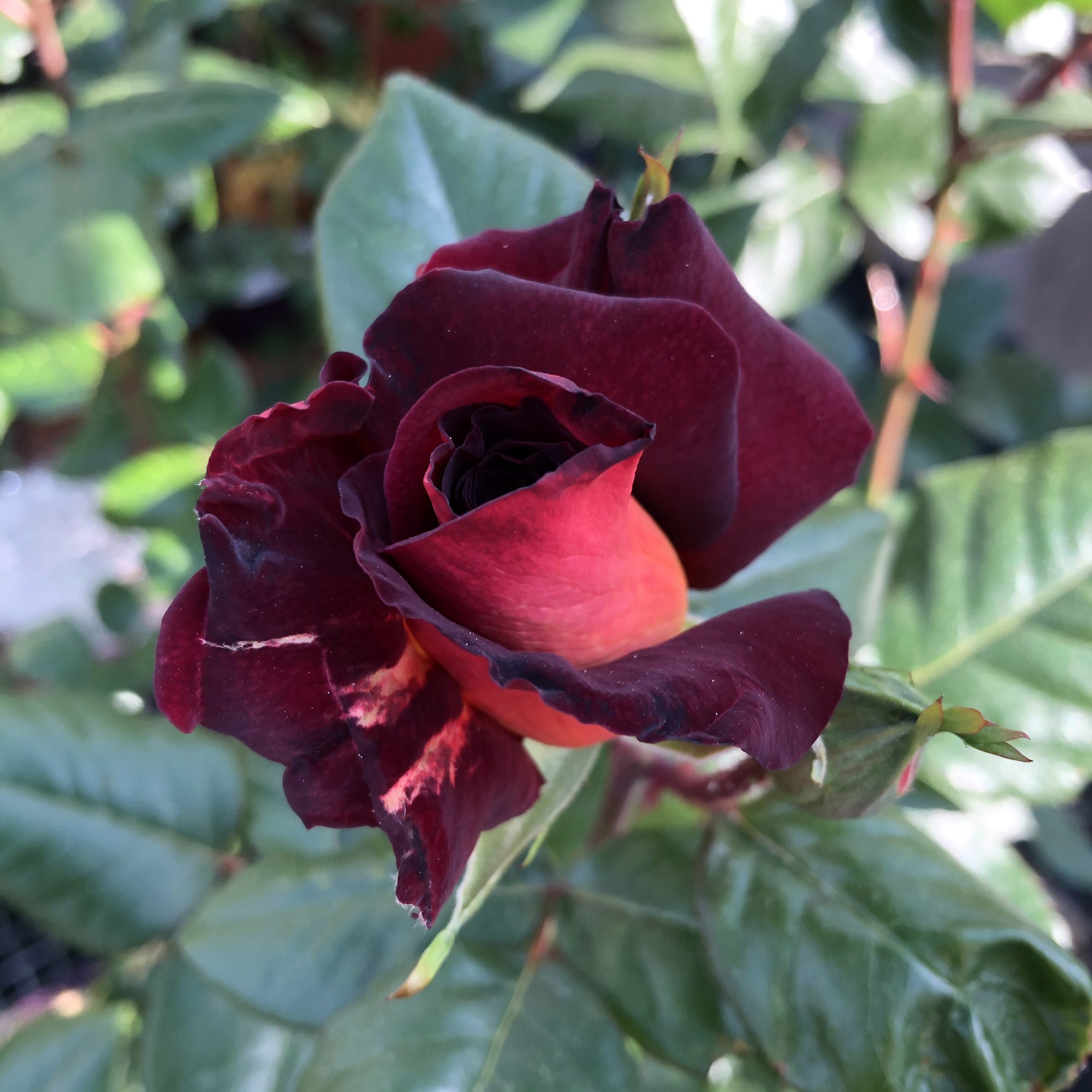 Rosiers Grosses Fleurs Eddy Mitchell 4 litres Rosiers Grosses Fleurs Eddy Mitchell 4 litres