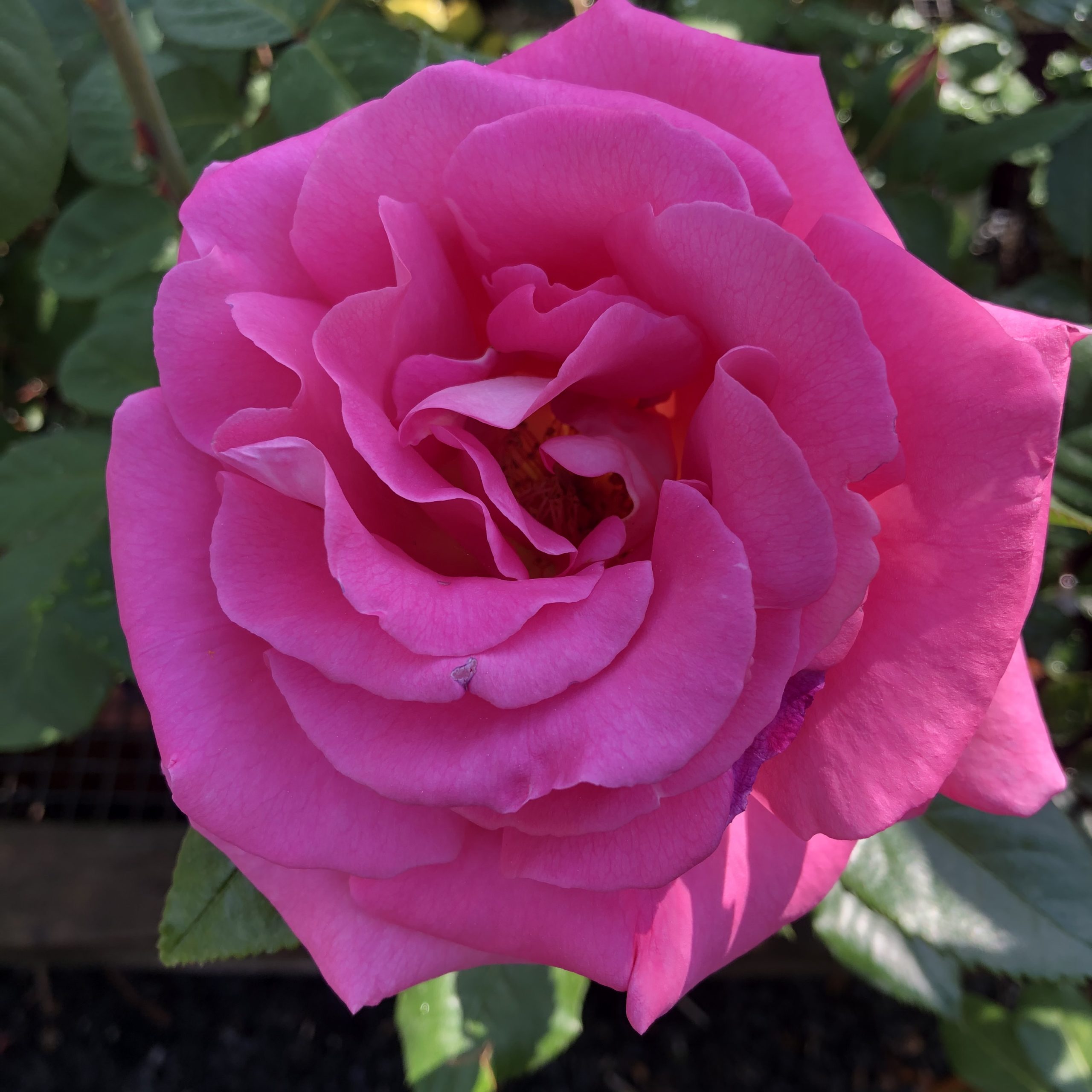 Rosiers Grosses Fleurs Aluna 4 litres Rosiers Grosses Fleurs Aluna 4 litres