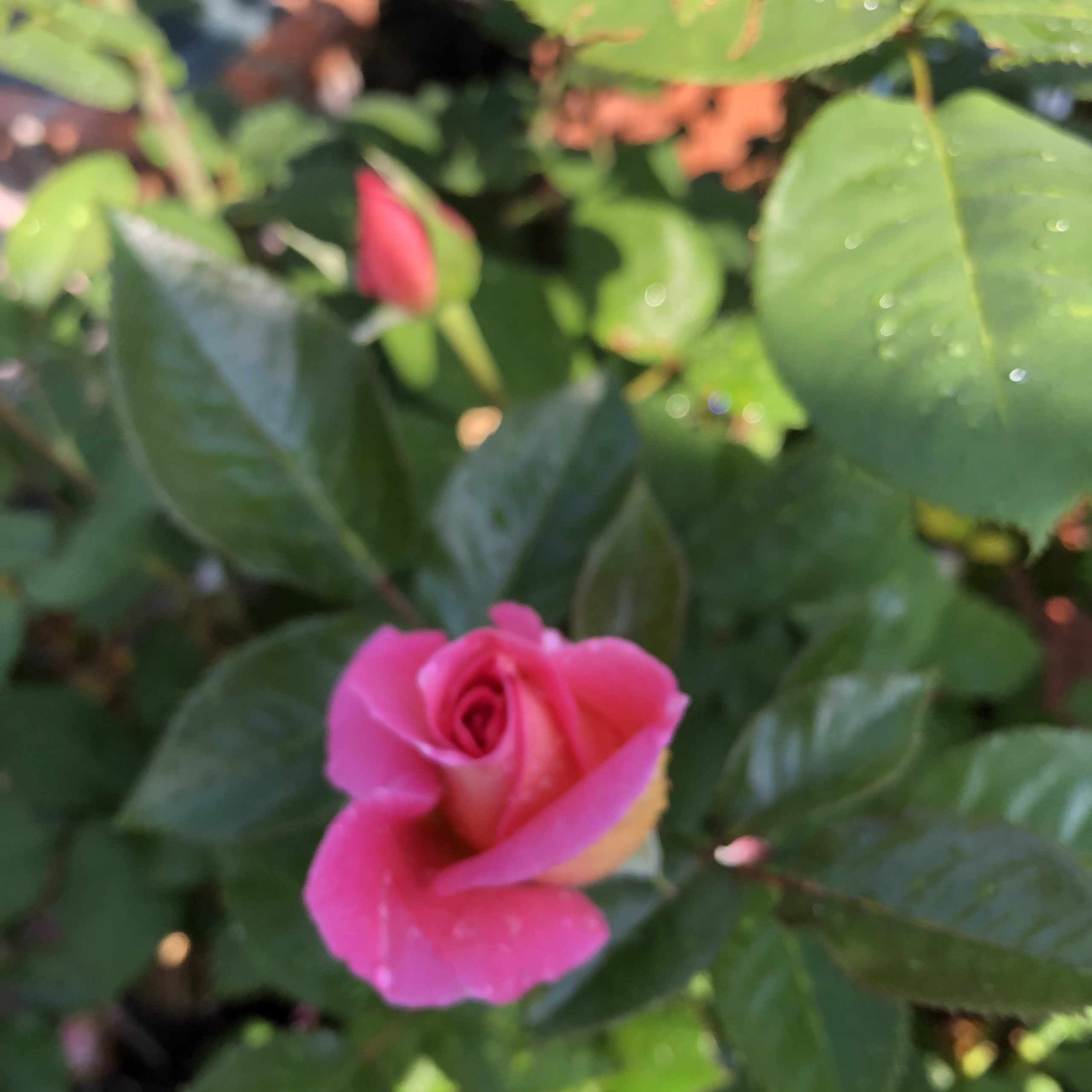 Rosiers Grosses Fleurs Vol de Nuit 4 litres