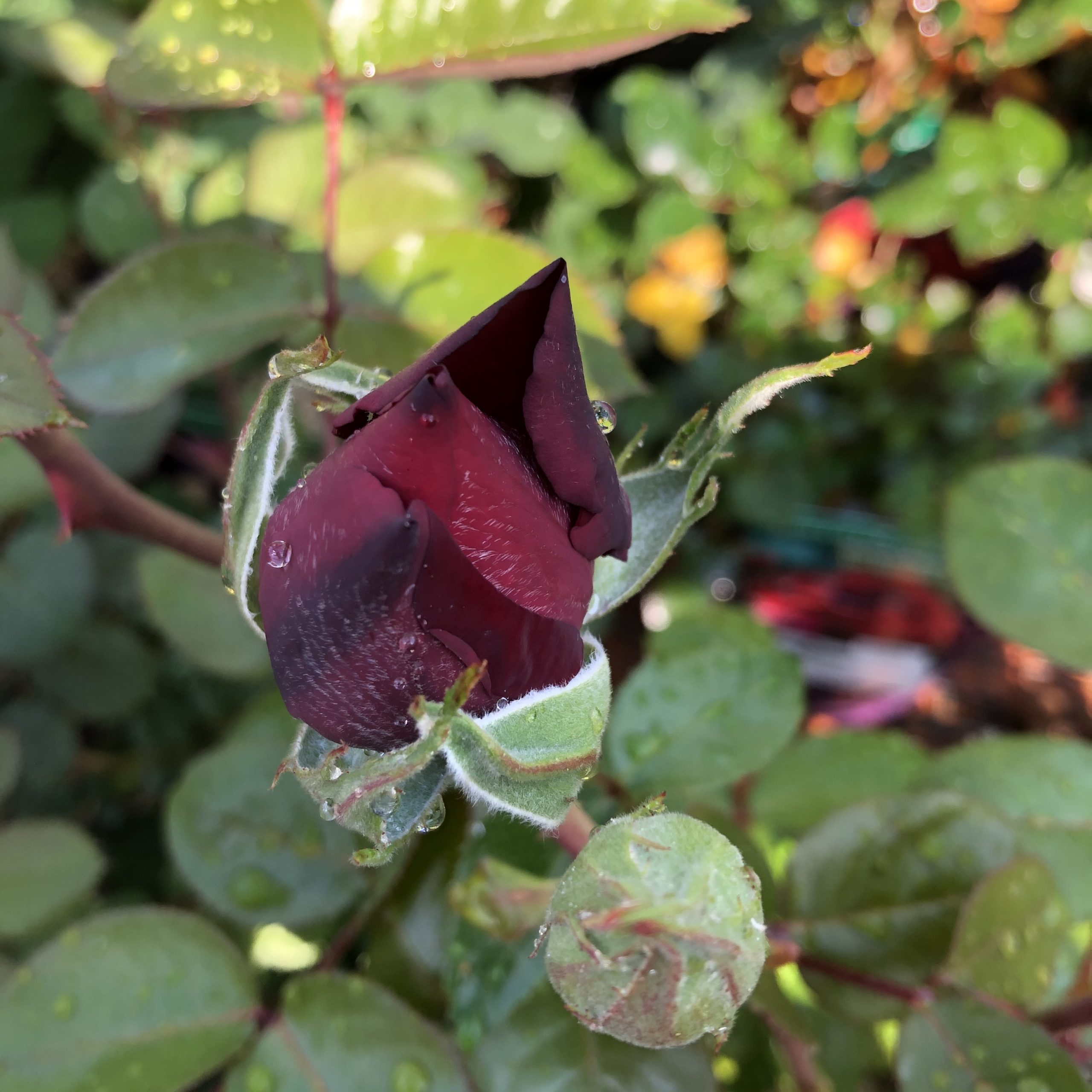 Rosiers Grosses Fleurs Ingrid Bergman 4 litres