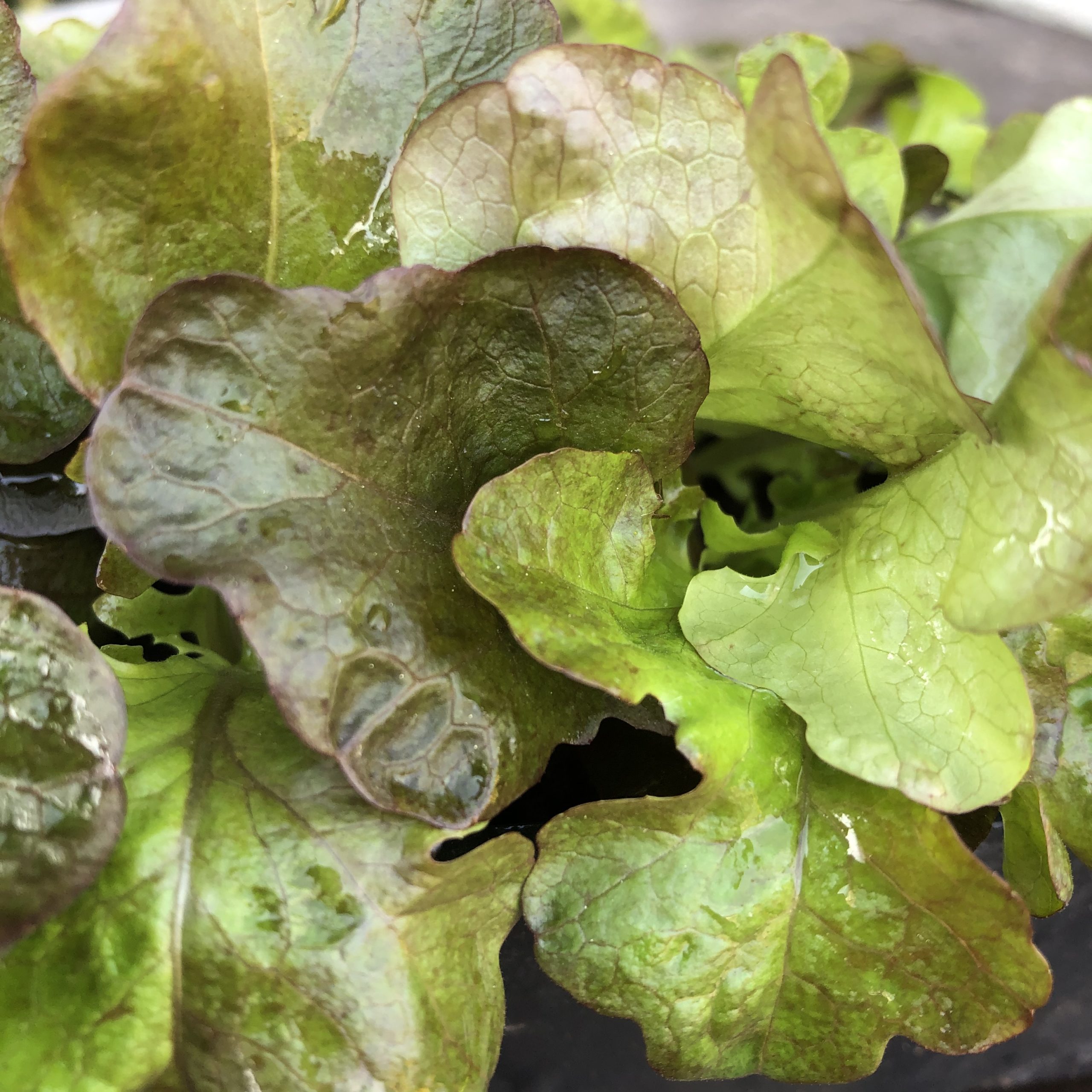 Salade à planter Batavia Rouge 12 mottes