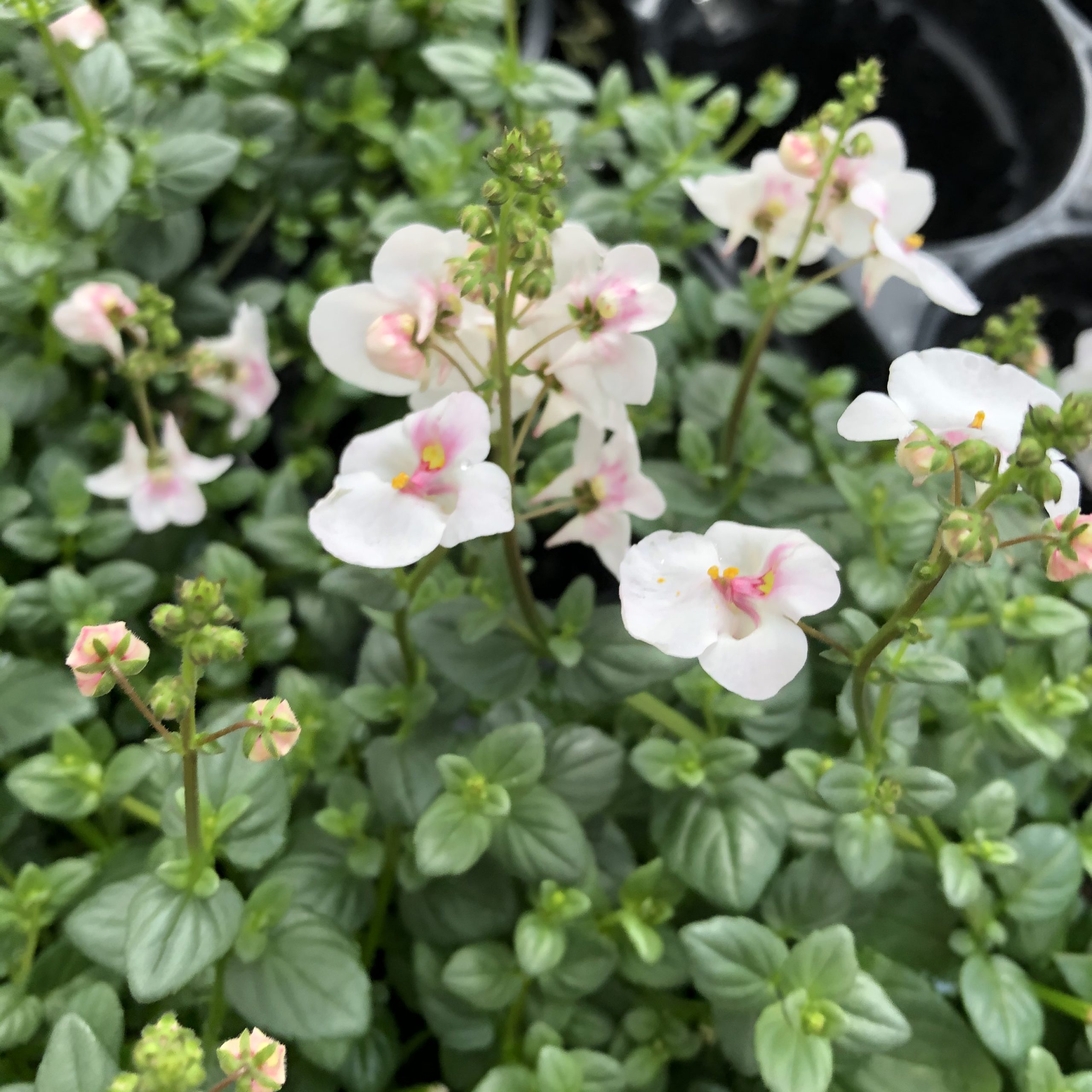 Diascia Petites Fleurs Rose Pale Pot 11 cm