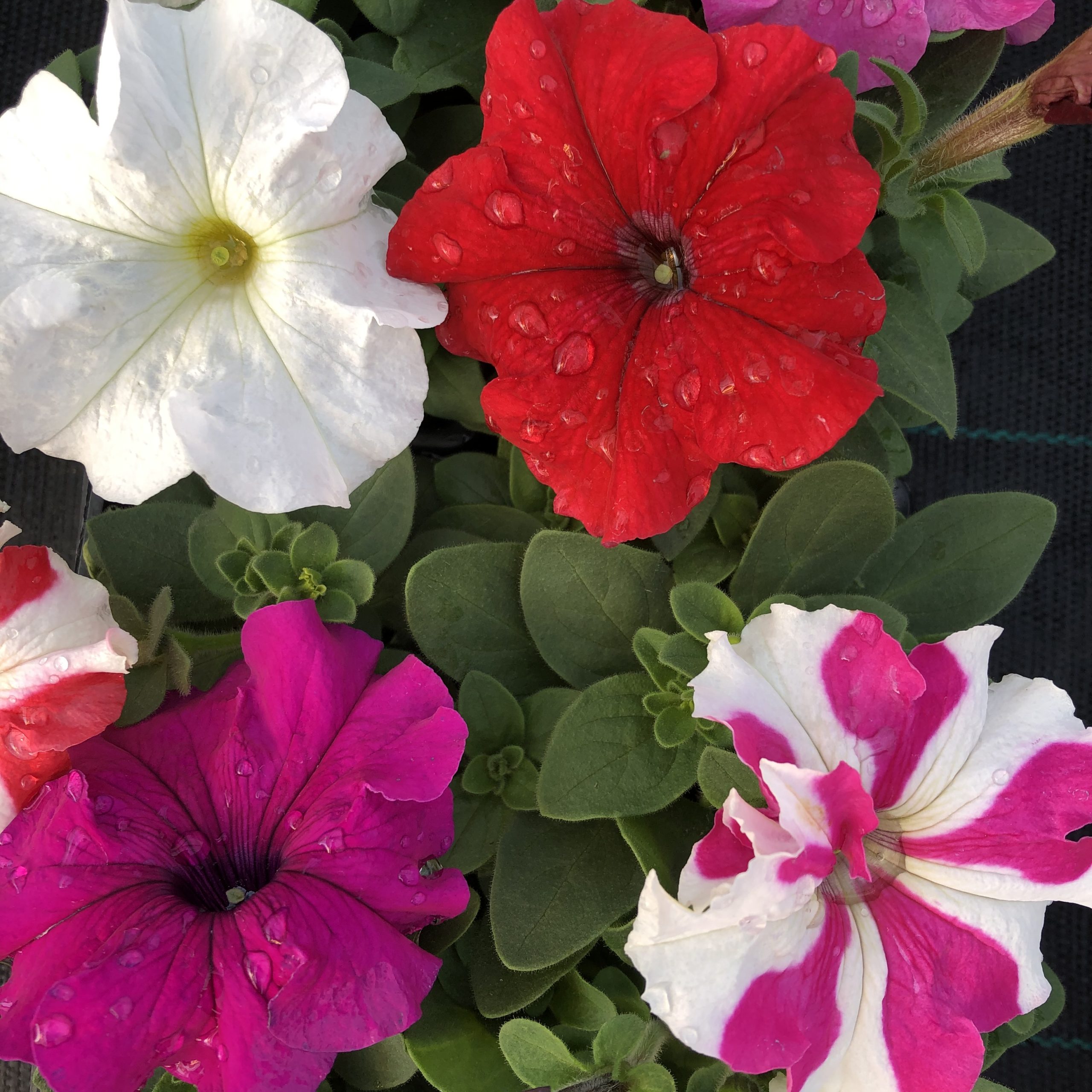 Pétunia Couleurs Varièes 10 Godets de 8 cm Pétunia Couleurs Varièes 10 Godets de 8 cm