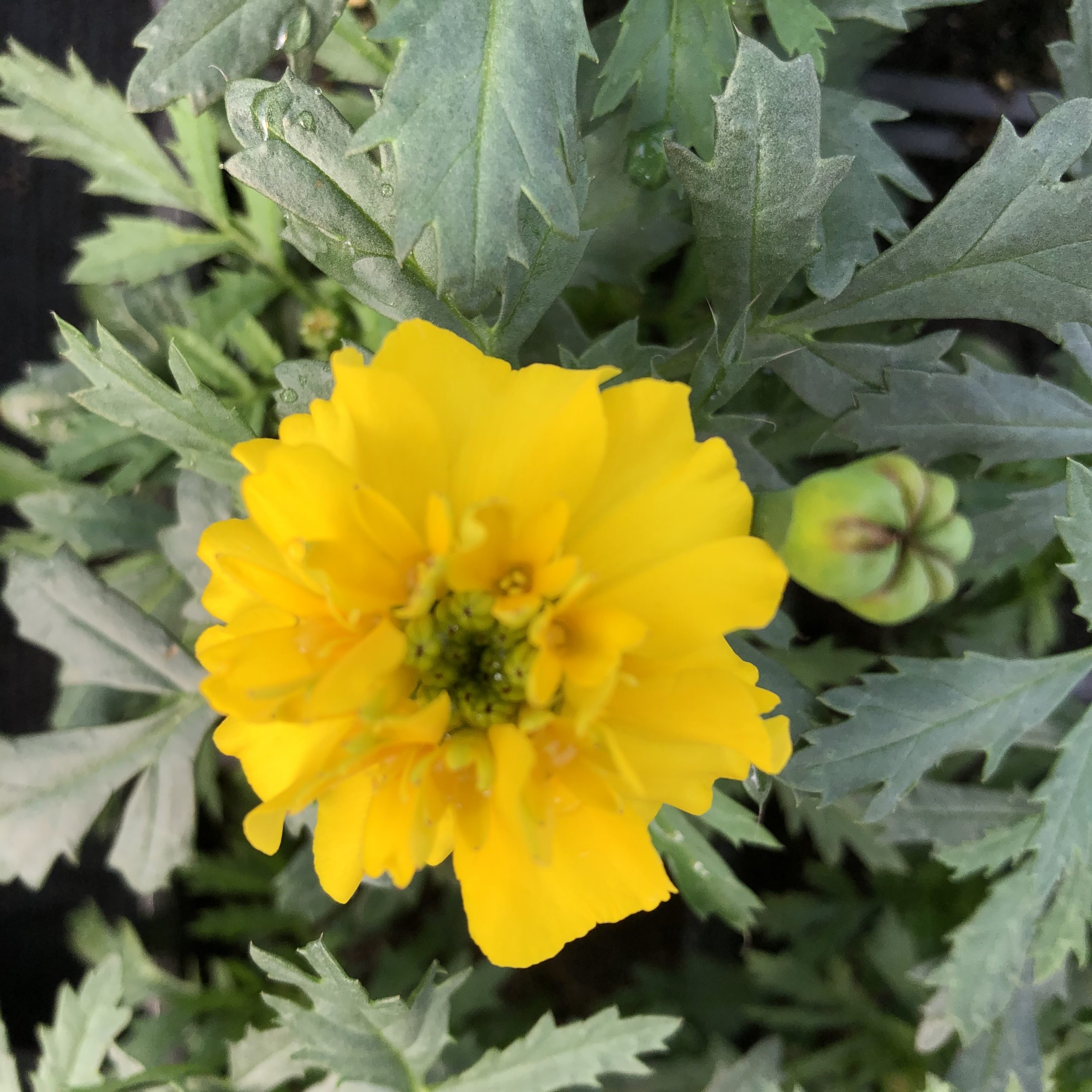 Œillet d’Inde Jaune Citron 10 godets 8 cm Œillet d’Inde Jaune Citron 10 godets 8 cm