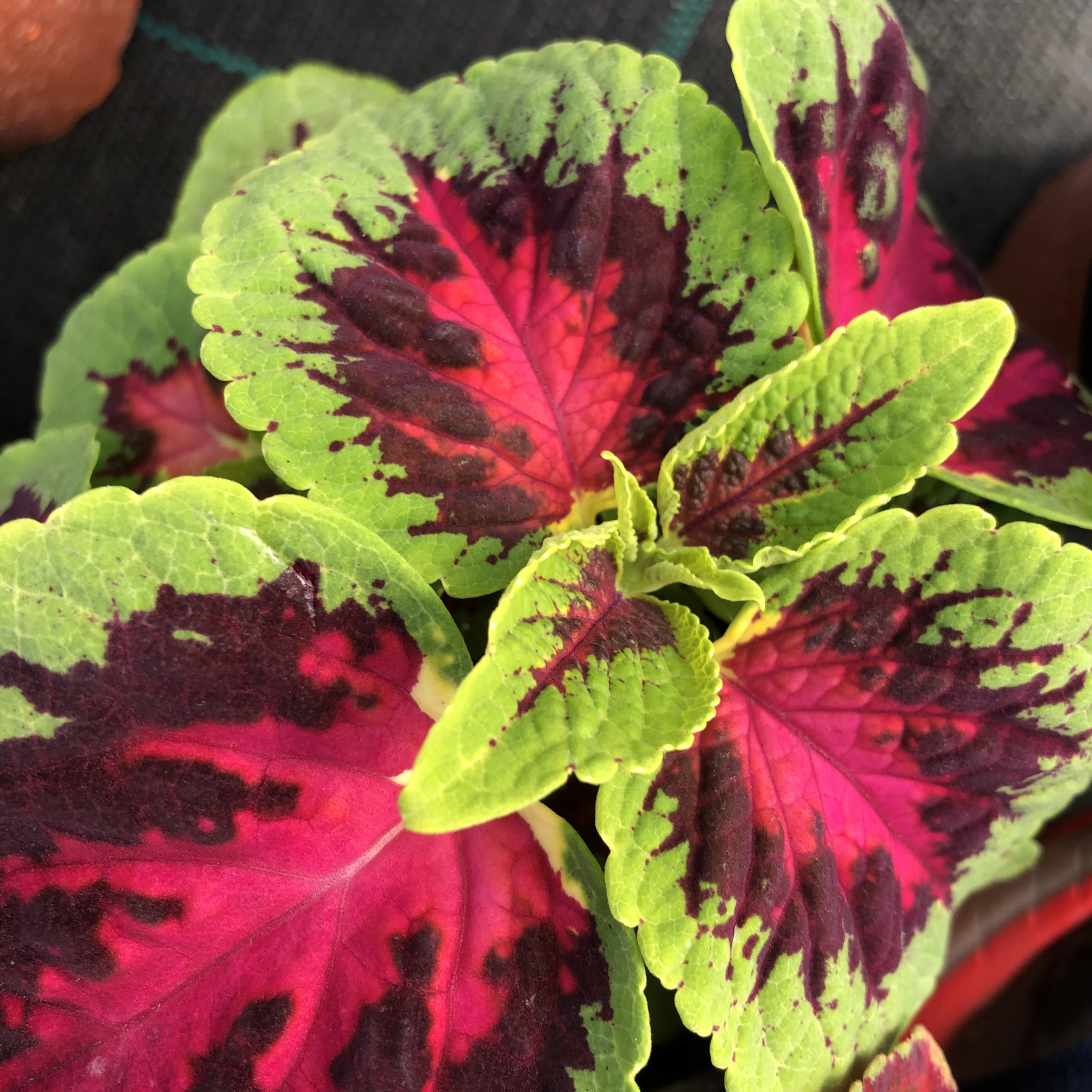 Coleus Pot 11 cm