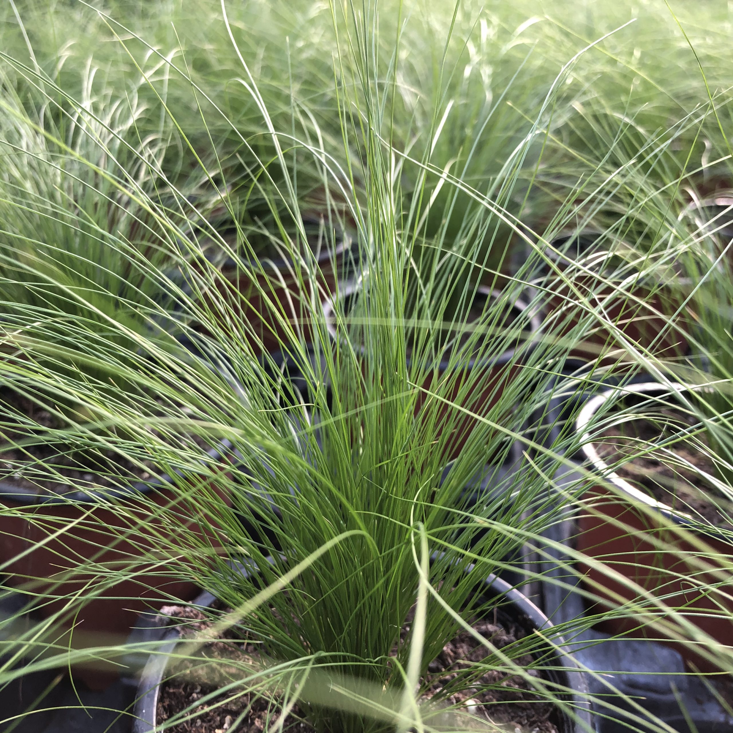 Stipa Cheveux d’ange Pot 11 cm