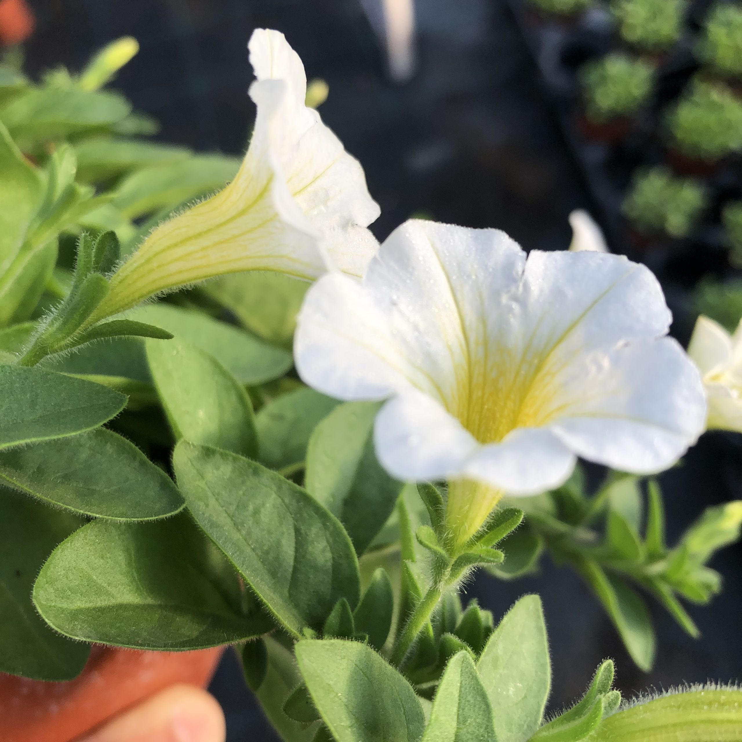 Pétunia Retombant Blanc Pot 11 cm