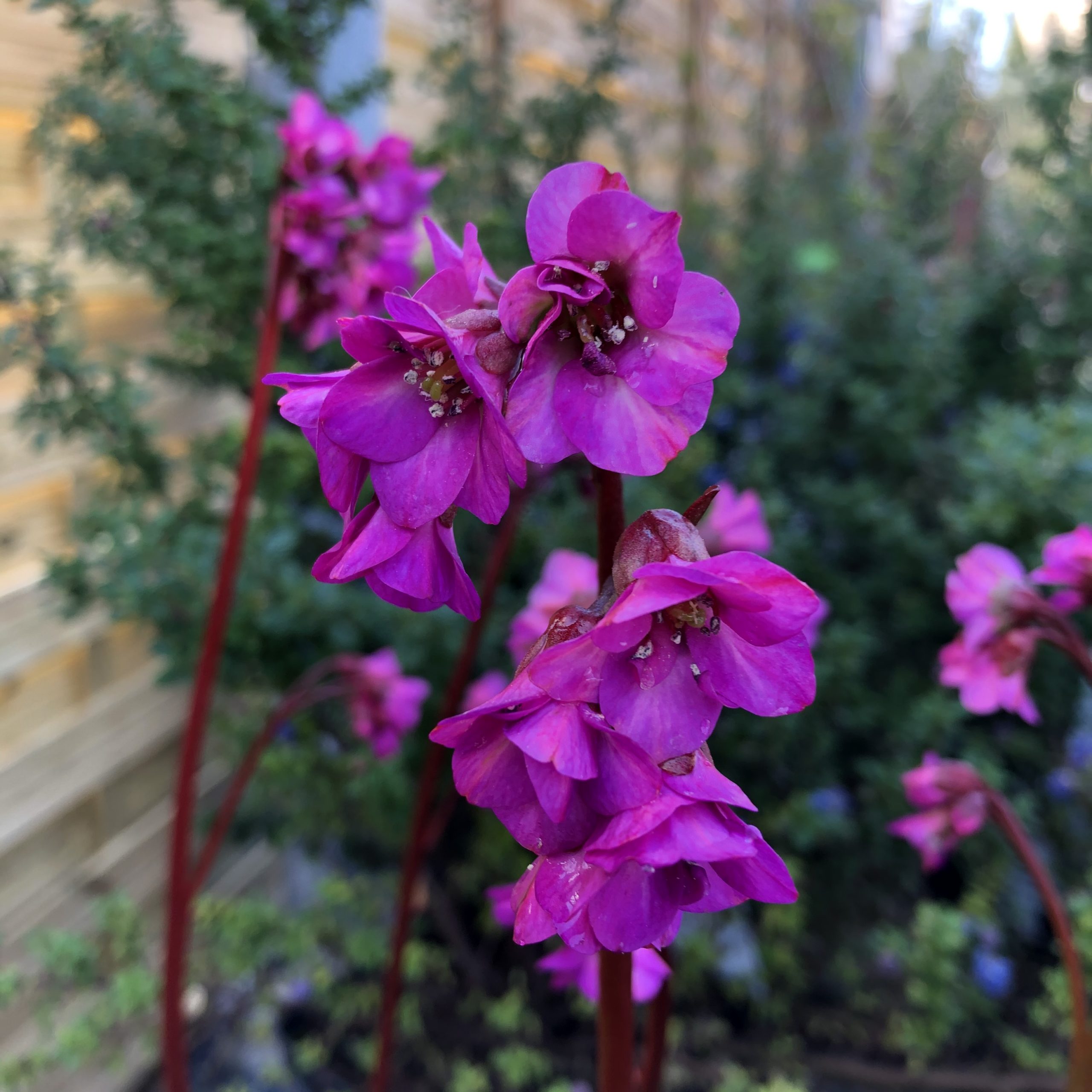 Bergenia C 2 litres Bergenia C 2 litres