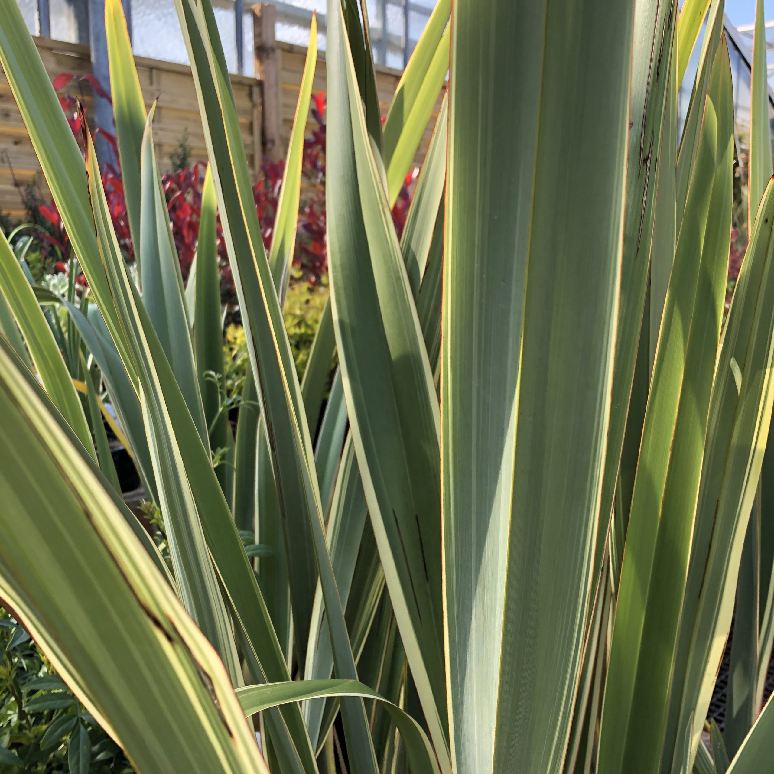 Phormium Tenax Variegata C 4 Litres