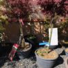 Acer Palmatum (Erable du Japon) Red Shaina 1/4 tige