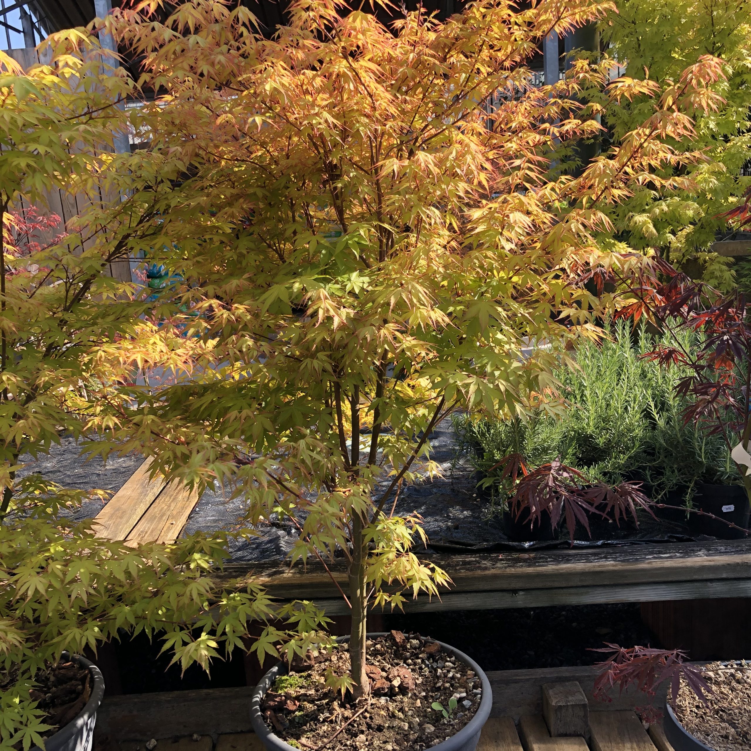 Acer Palmatum (Erable du Japon) Katsura Touffe