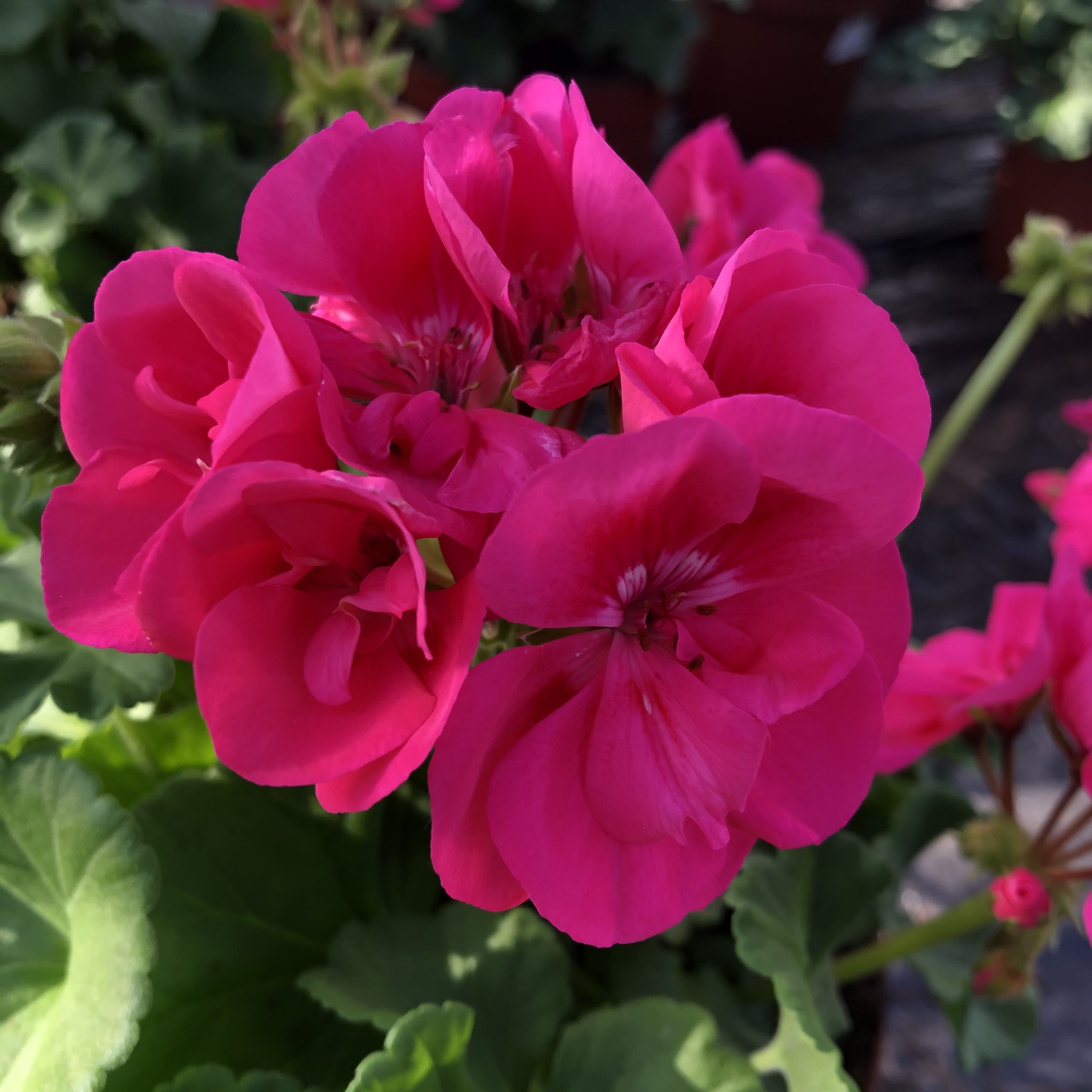Géranium Pied Mère Zonale Rose Vif C 4 litres