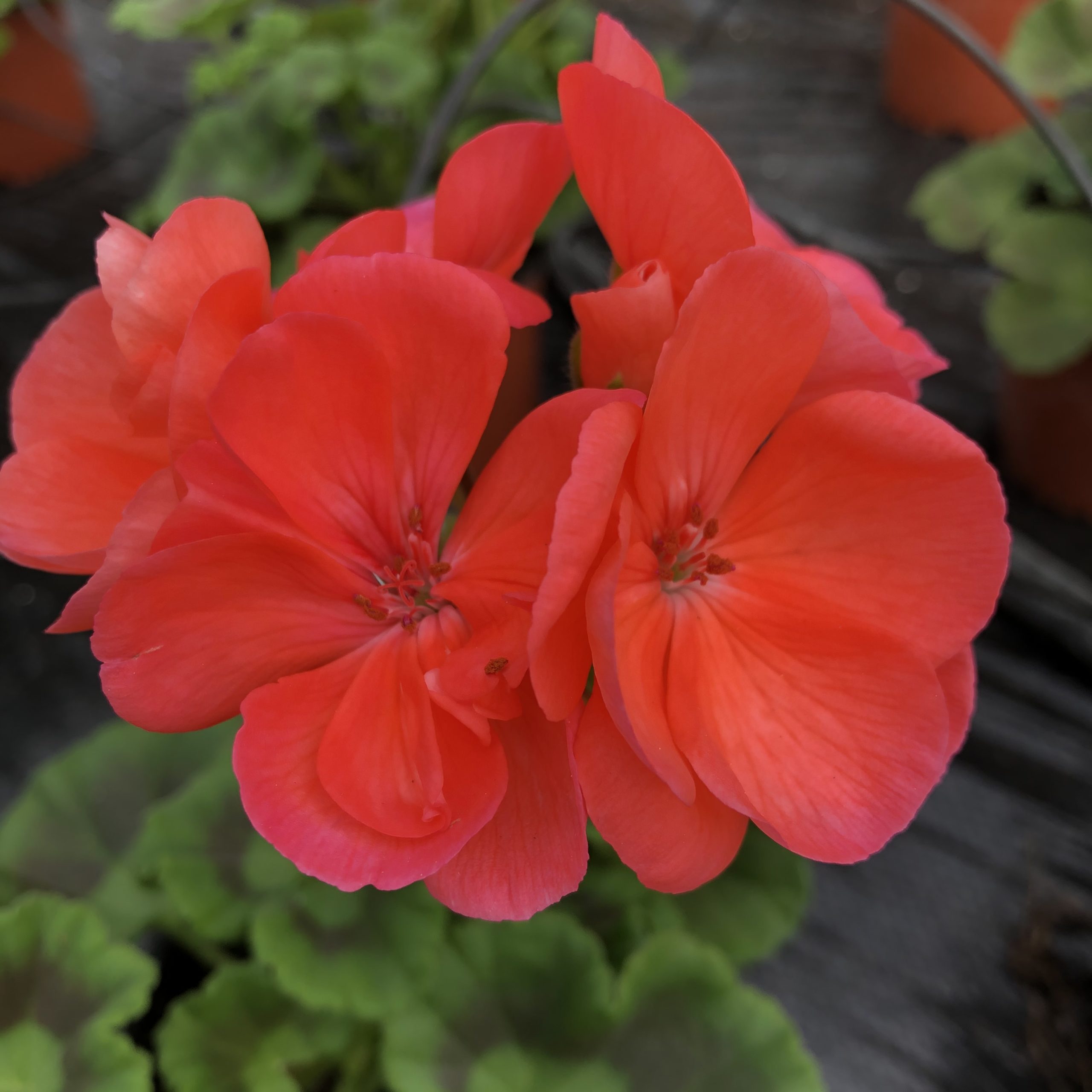 Géranium Zonale Saumon Pot 13 cm