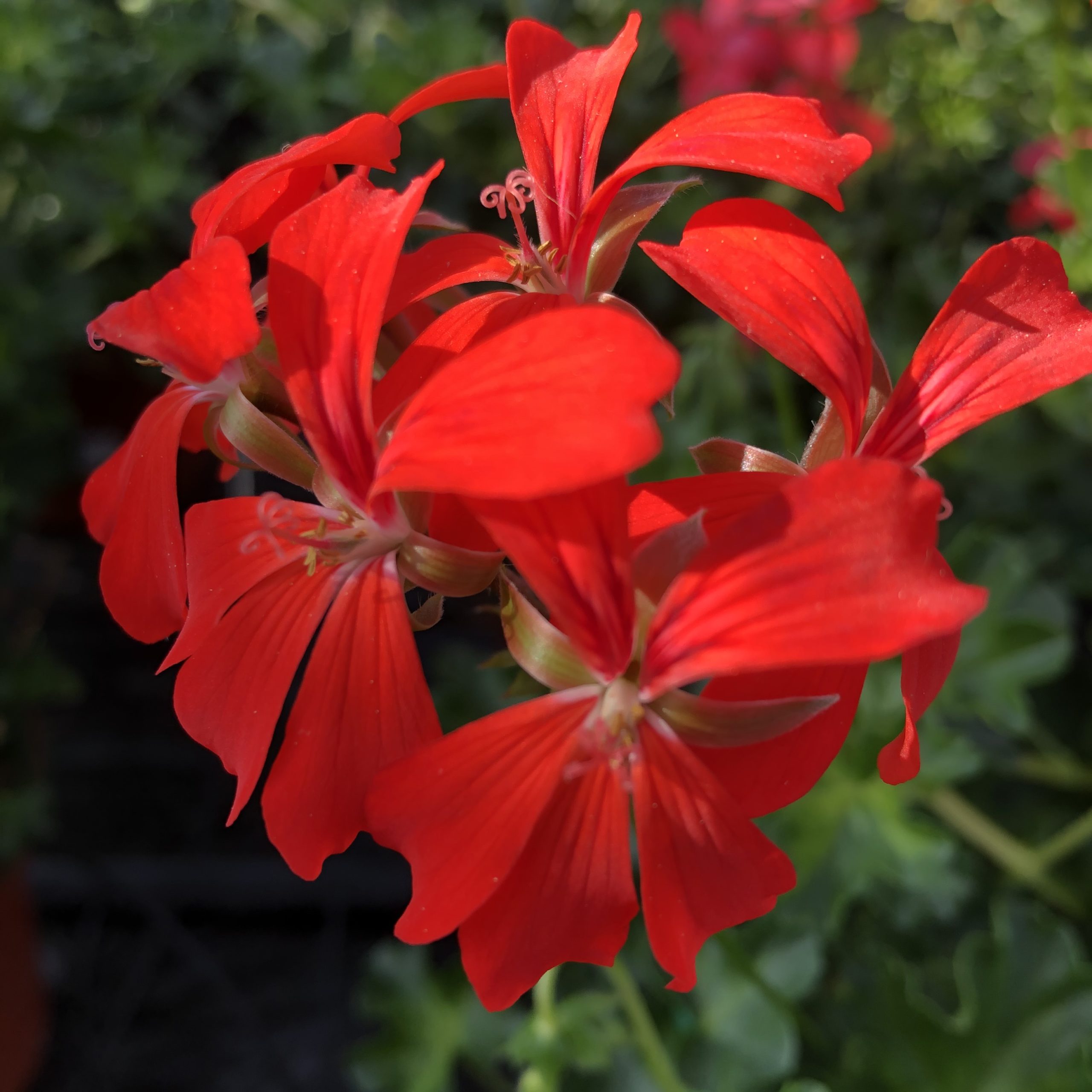 Géranium Lierre Décora Rouge Pot 13 cm